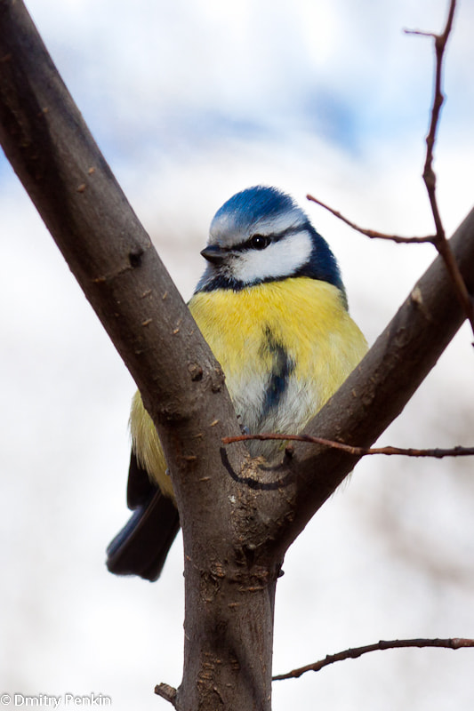 Canon EOS 500D (EOS Rebel T1i / EOS Kiss X3) + Canon EF 24-105mm F4L IS USM sample photo. Tomtit ... photography