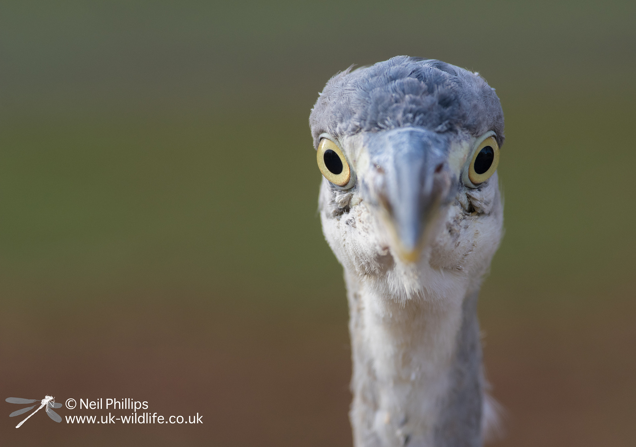 Pentax K-3 sample photo. Juvenile heron photography