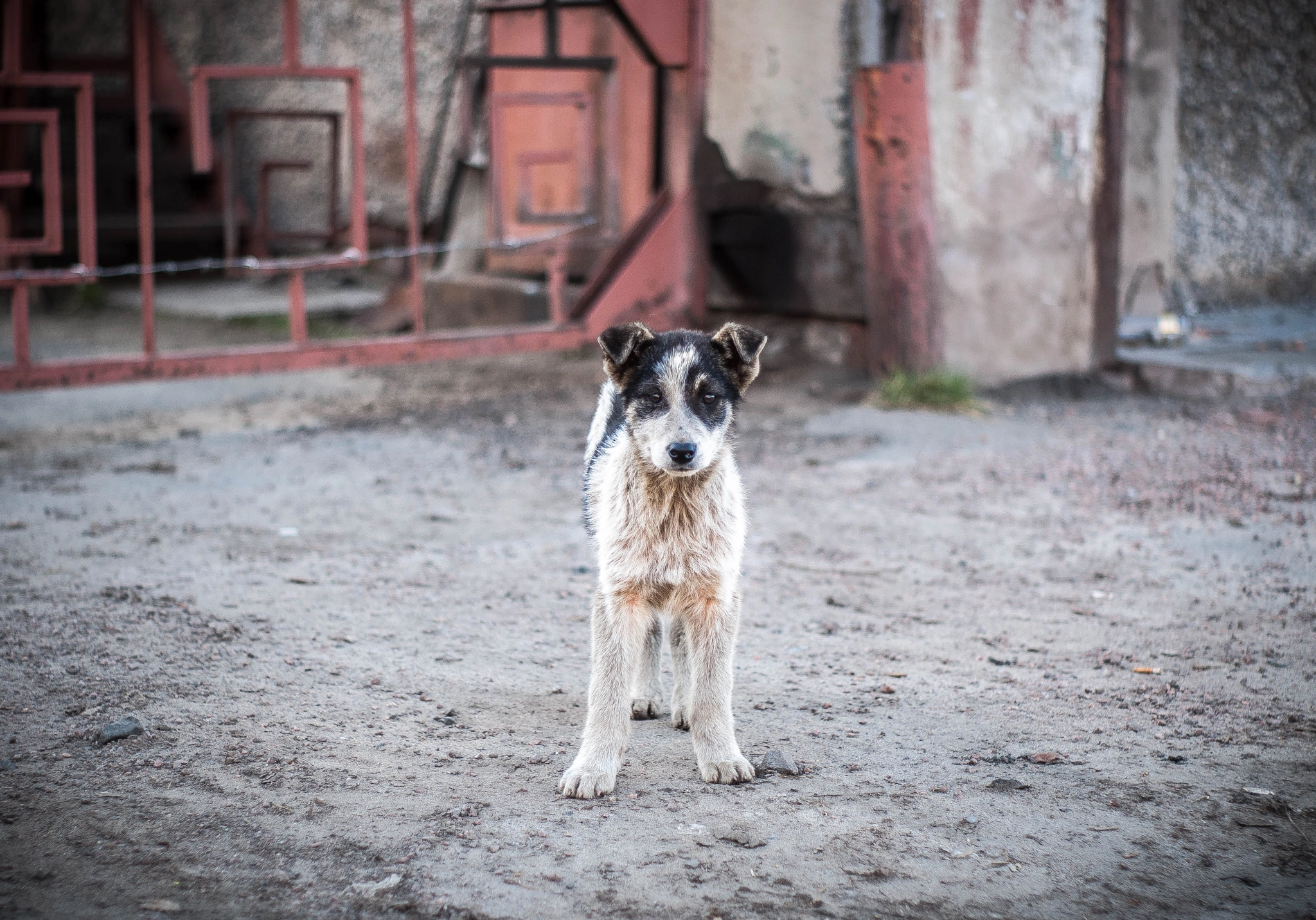 Sony Alpha DSLR-A200 + Minolta AF 50mm F1.7 sample photo. Little puppy photography