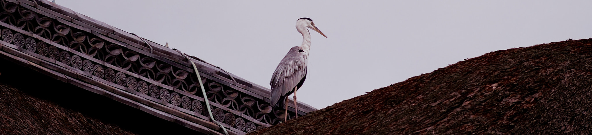 Pentax Q7 sample photo. A bird, standing on the thatched roof photography