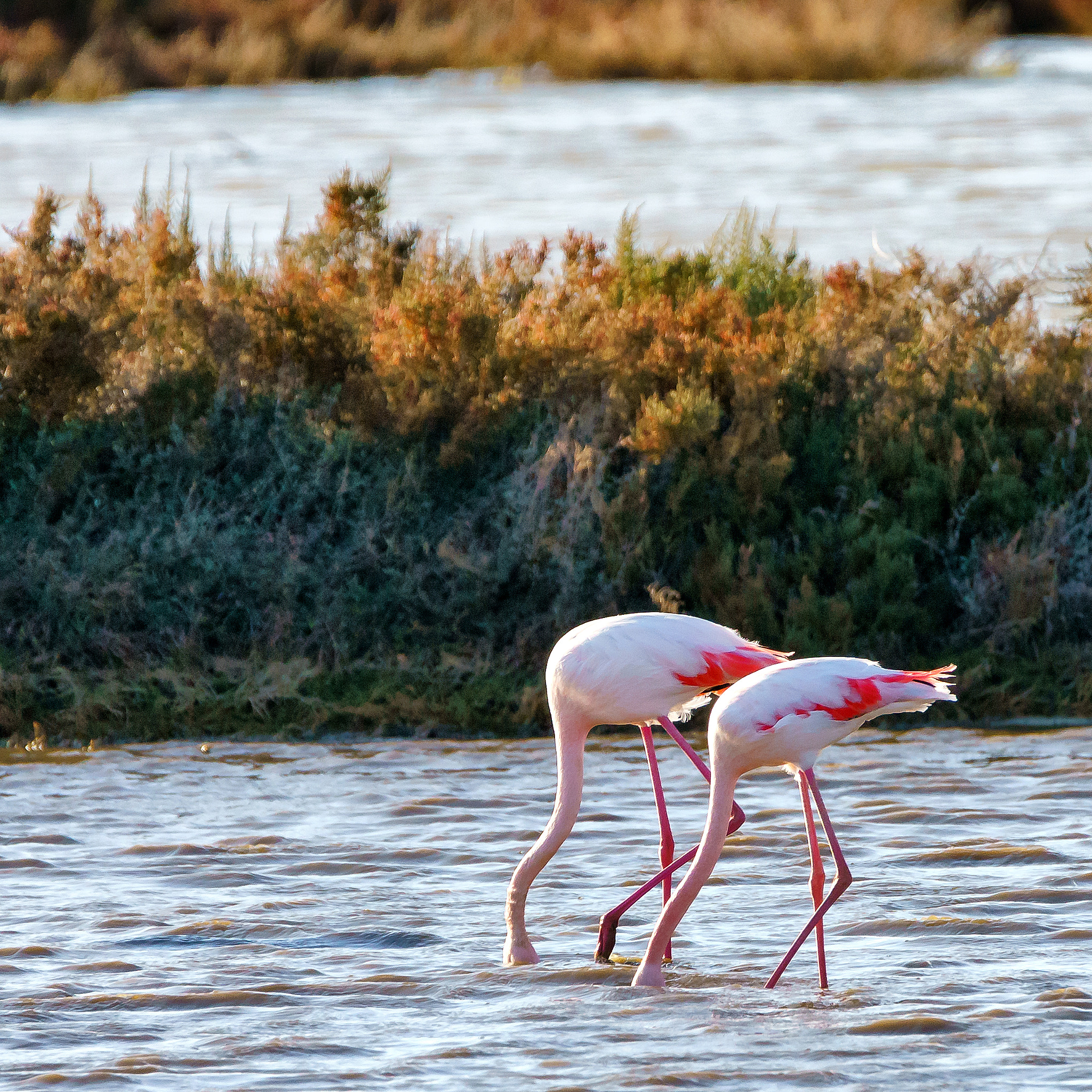 Sony a7R II + Tamron SP 150-600mm F5-6.3 Di VC USD sample photo. La tête dans l'o photography