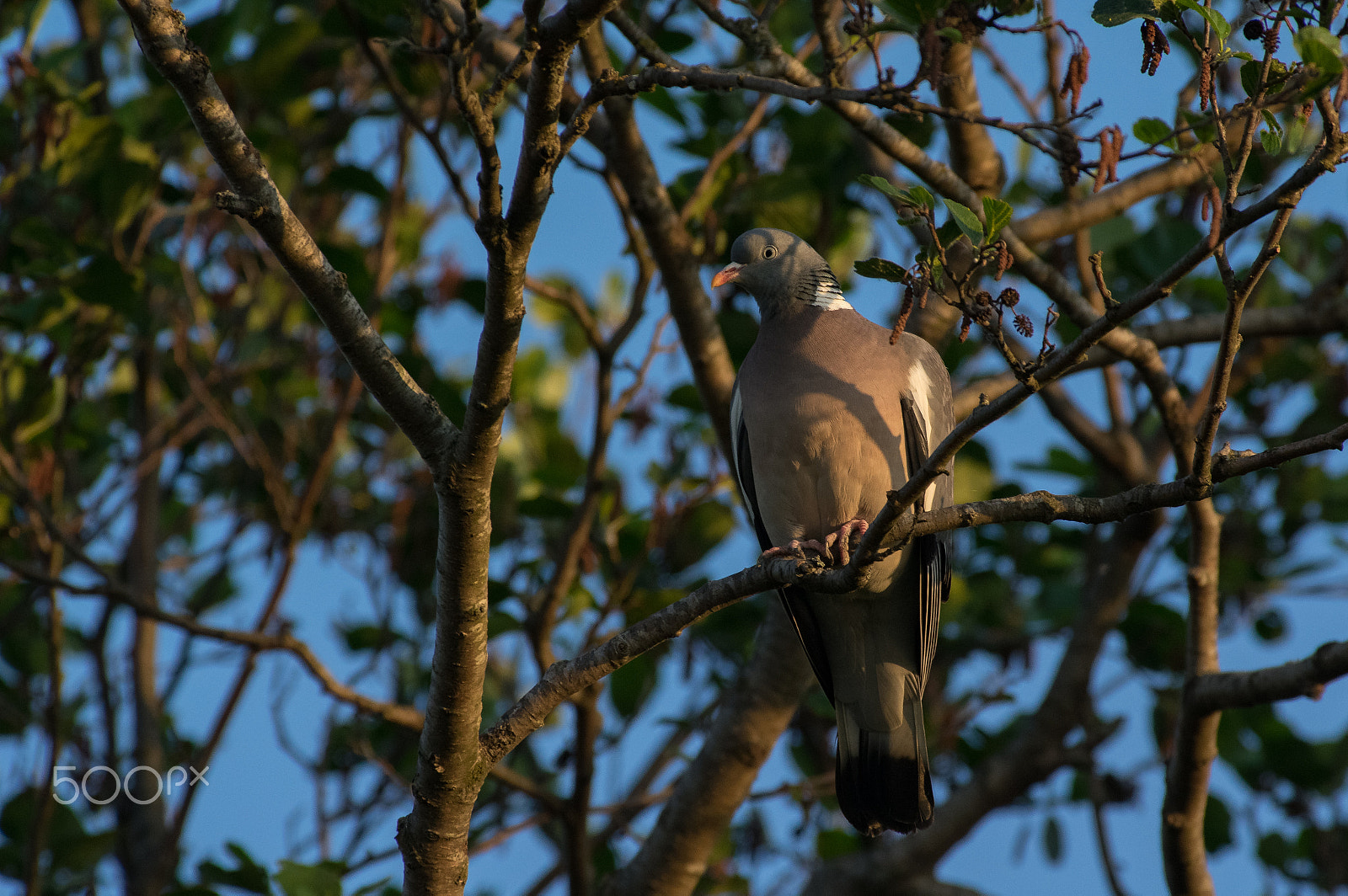 Pentax smc DA* 300mm F4.0 ED (IF) SDM sample photo. Warming up for the day photography