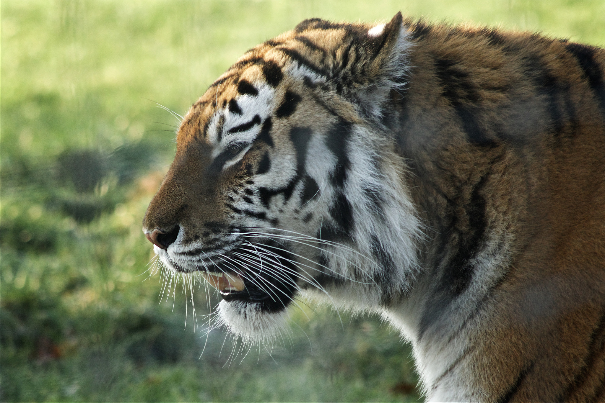 Canon EOS 7D Mark II + Canon EF 90-300mm F4.5-5.6 sample photo. Another tiger photography
