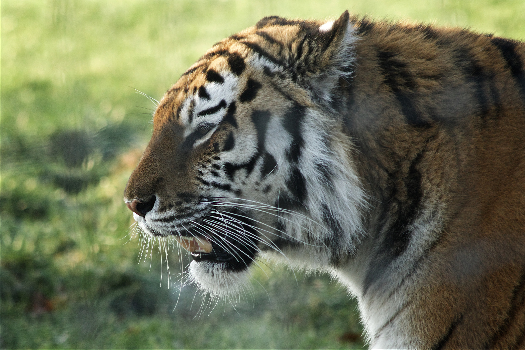 Canon EF 90-300mm F4.5-5.6 sample photo. Another tiger photography