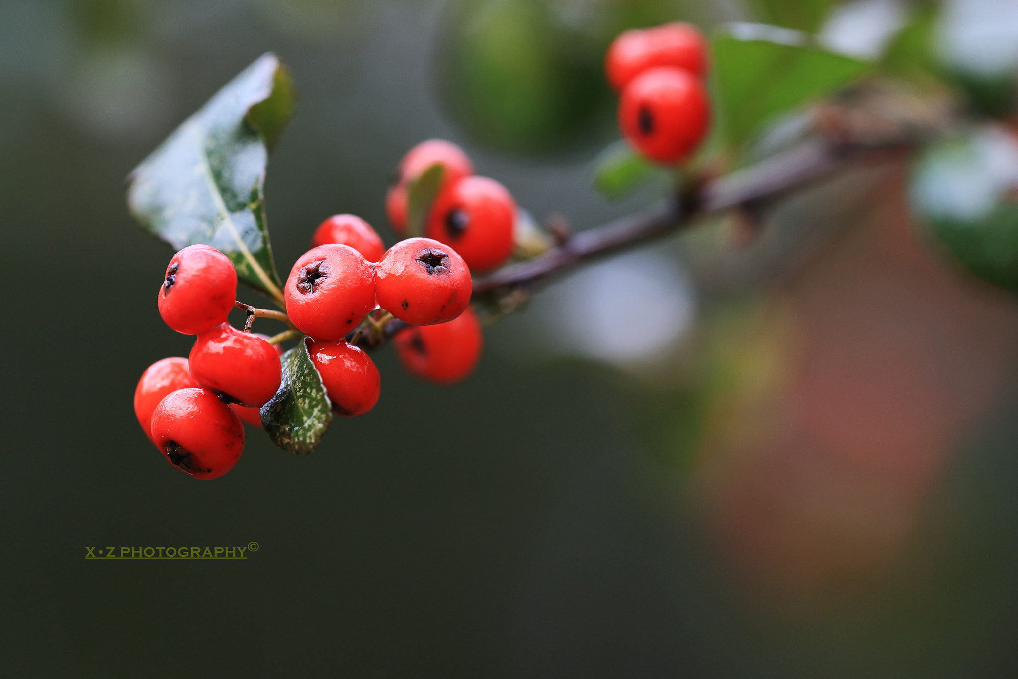 Canon EF 180mm F3.5L Macro USM sample photo. Red wild fruits photography