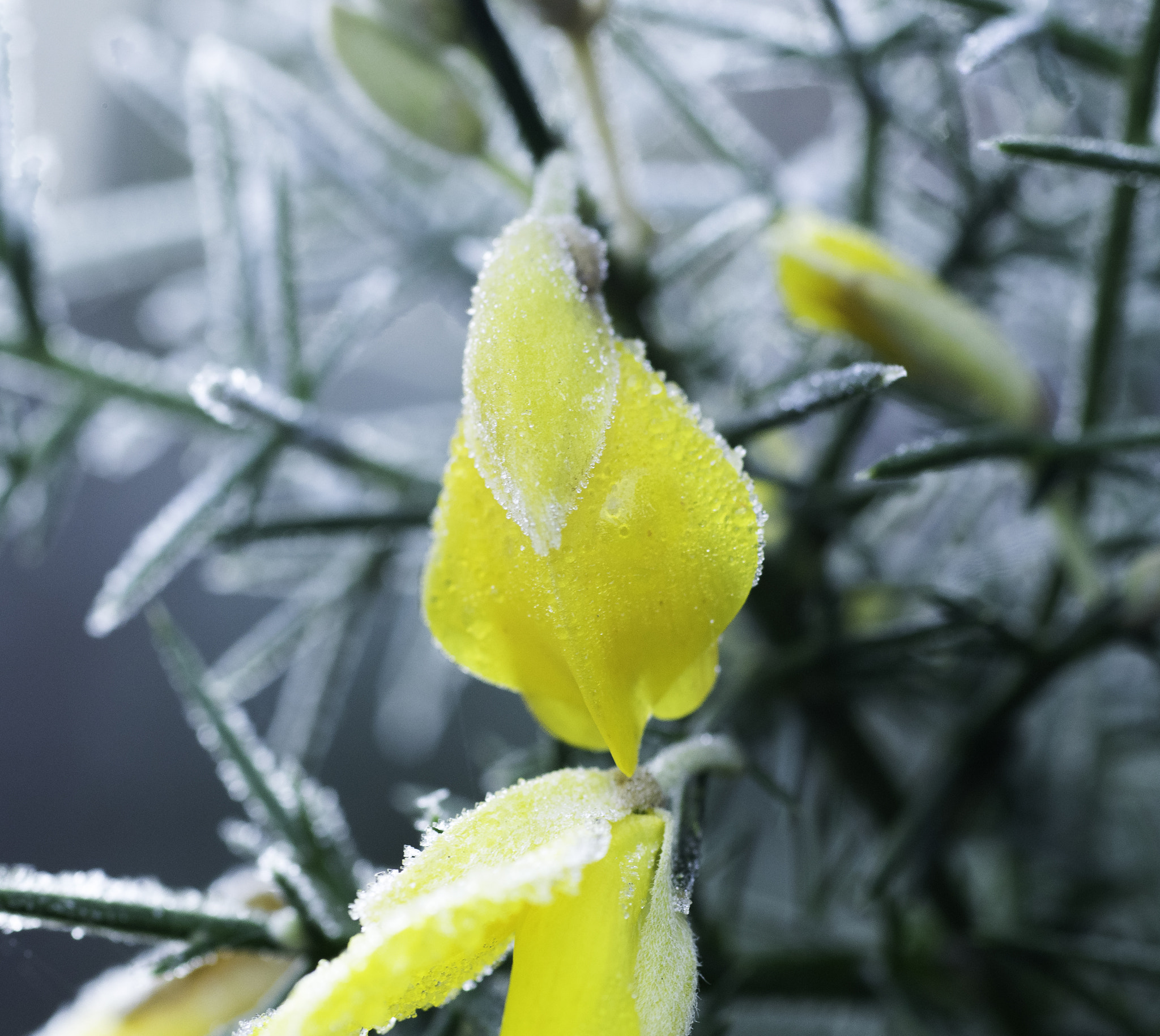Pentax K-3 + A Series Lens sample photo. Ballade givrée 2 photography