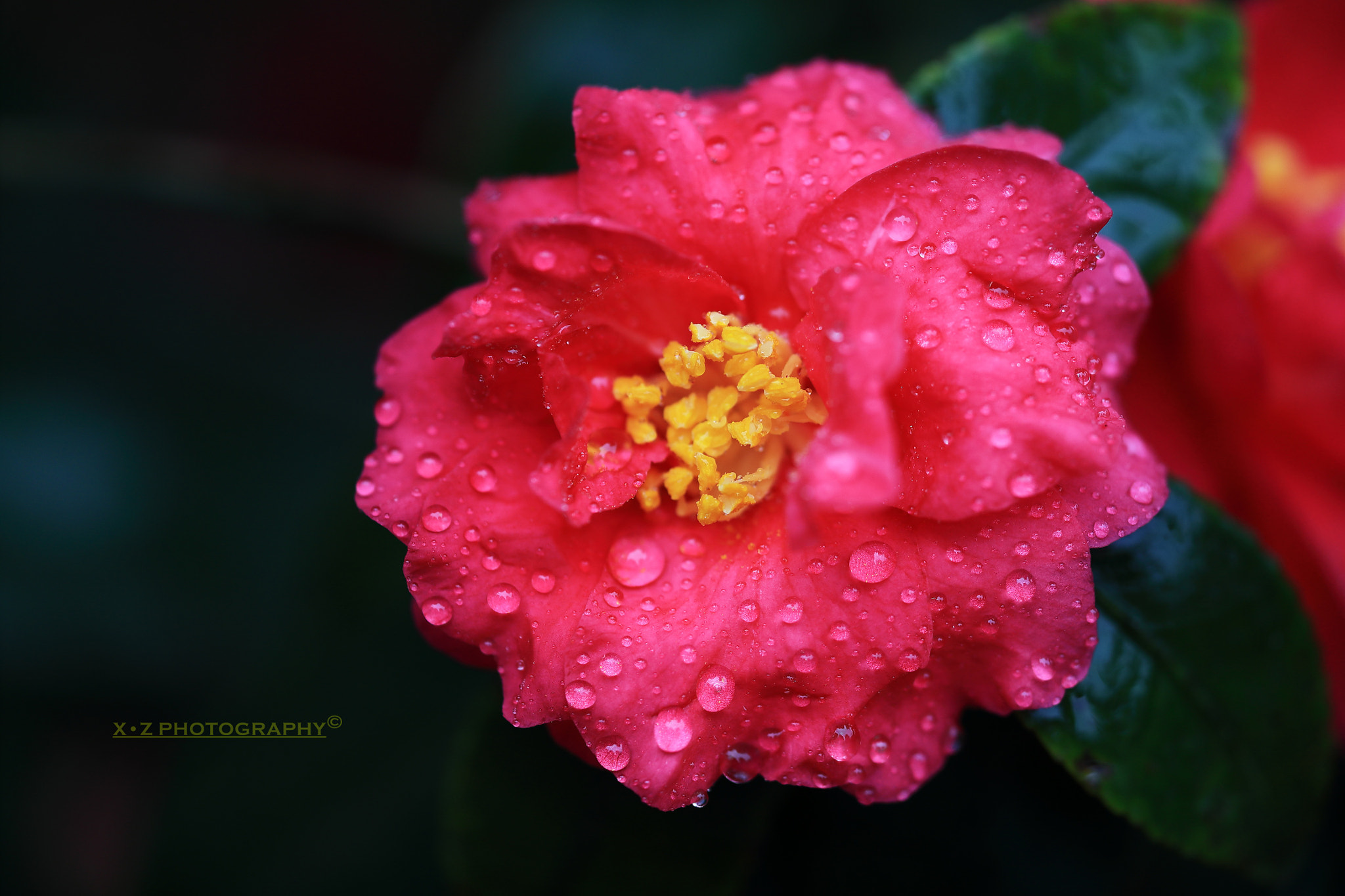 Canon EF 180mm F3.5L Macro USM sample photo. 茶花 red flower in winter shanghai photography