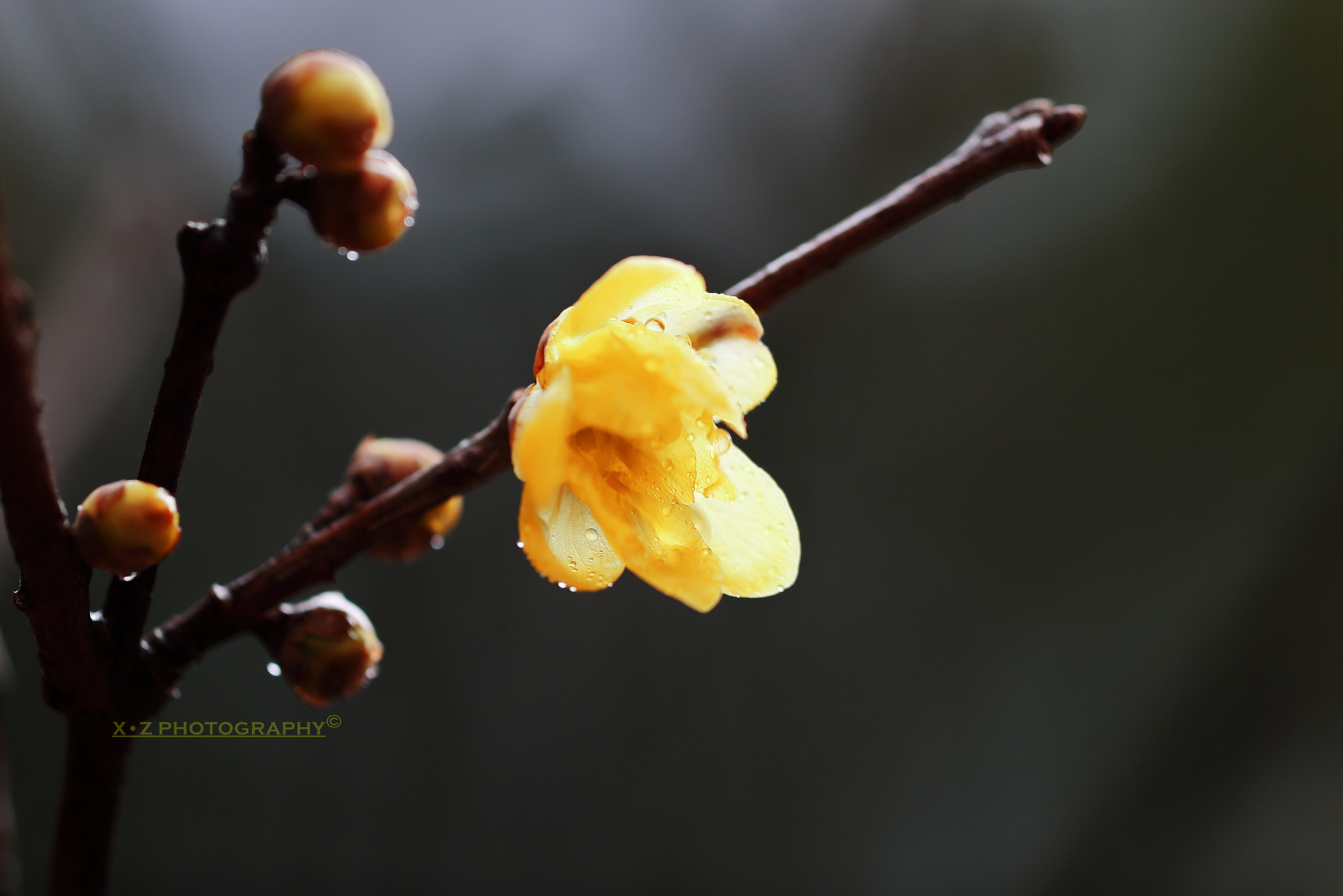 Canon EF 180mm F3.5L Macro USM sample photo. Wintersweet 腊梅 photography