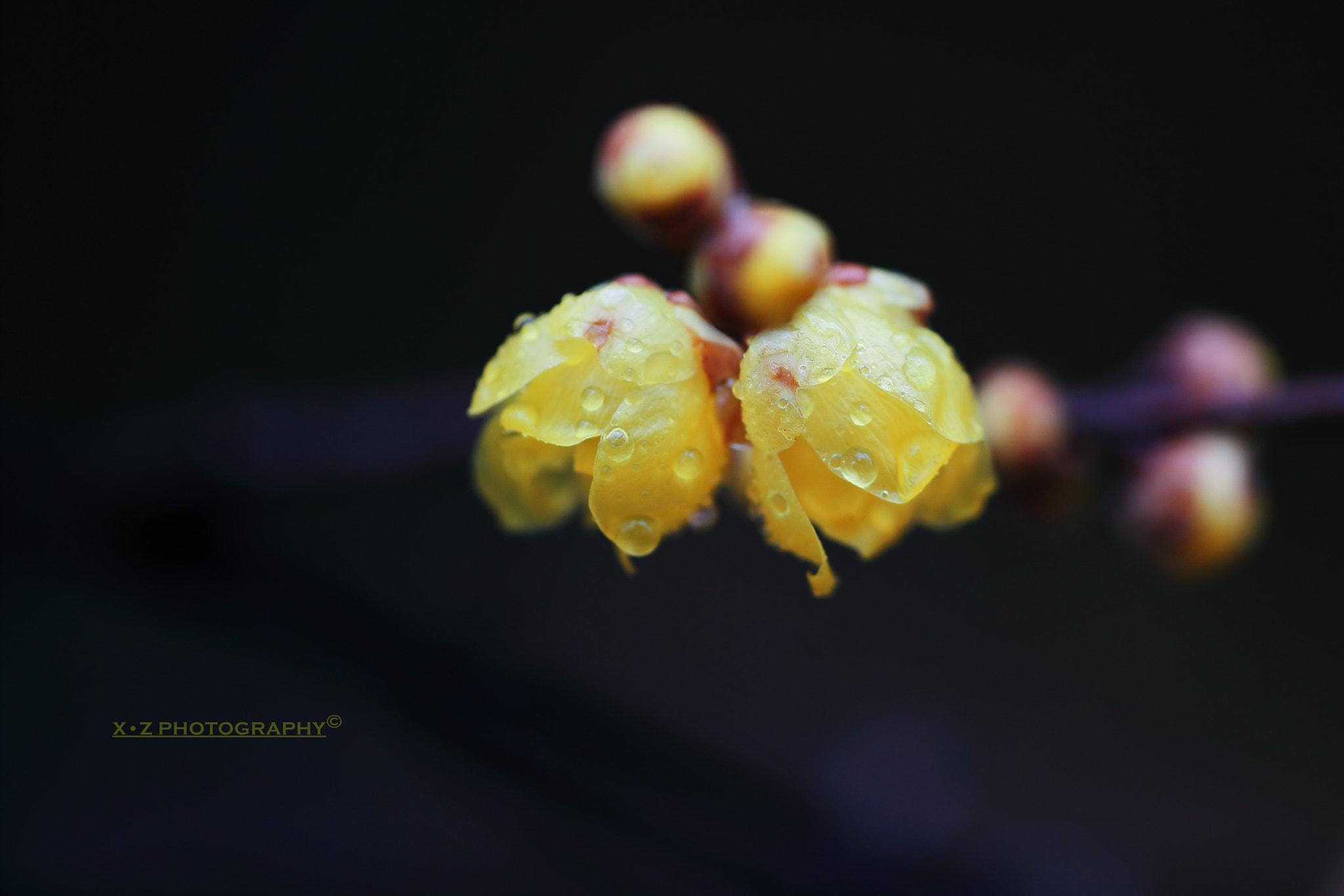 Canon EF 180mm F3.5L Macro USM sample photo. 腊梅 photography