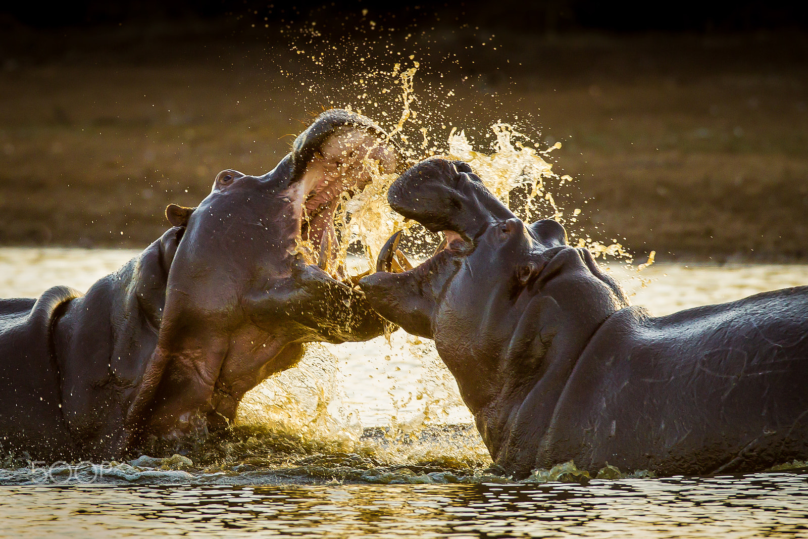 Canon EF 600mm f/4L IS sample photo. The clash of titans photography