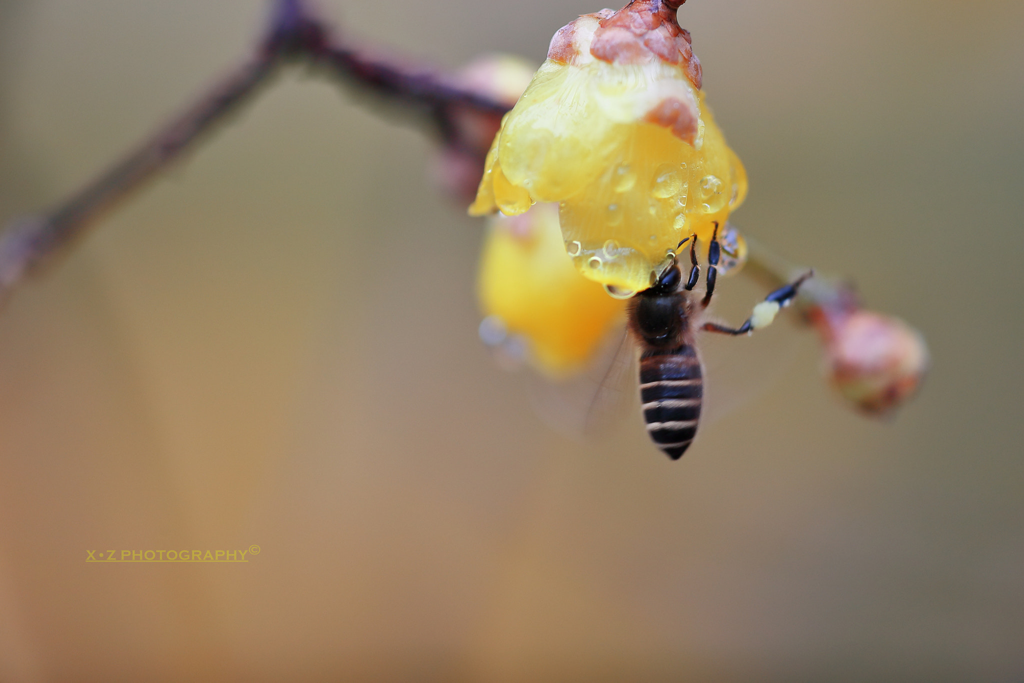 Canon EF 180mm F3.5L Macro USM sample photo. 腊梅与蜜蜂 wintersweet and bee photography