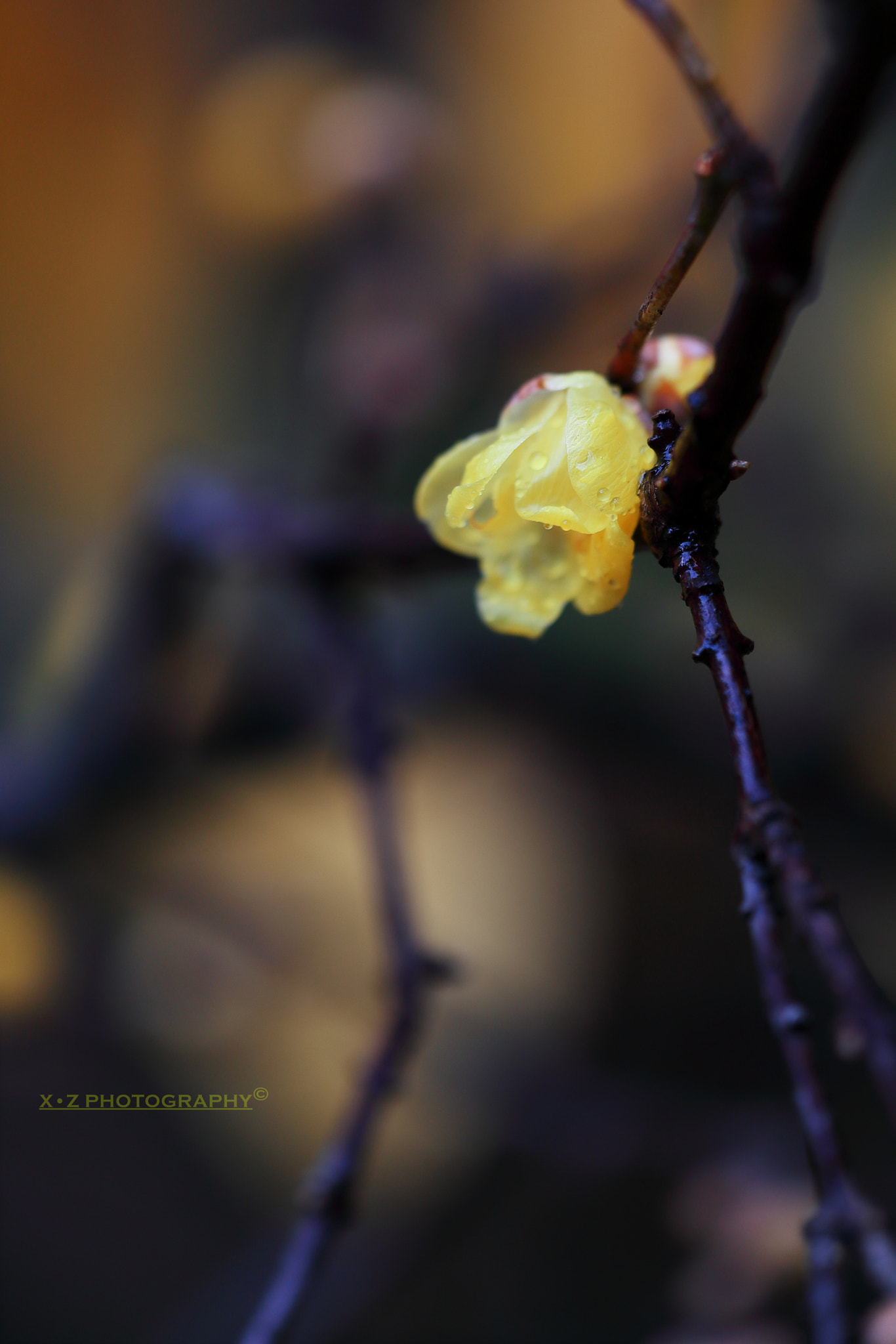 Canon EF 180mm F3.5L Macro USM sample photo. Wintersweet photography
