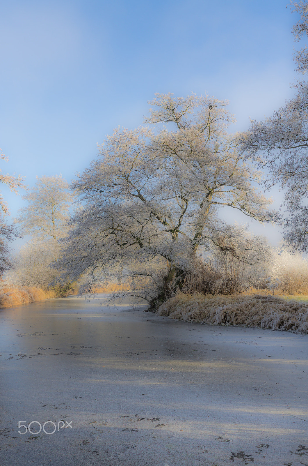 HD Pentax D FA 24-70mm F2.8 ED SDM WR sample photo. Frosty winter day photography
