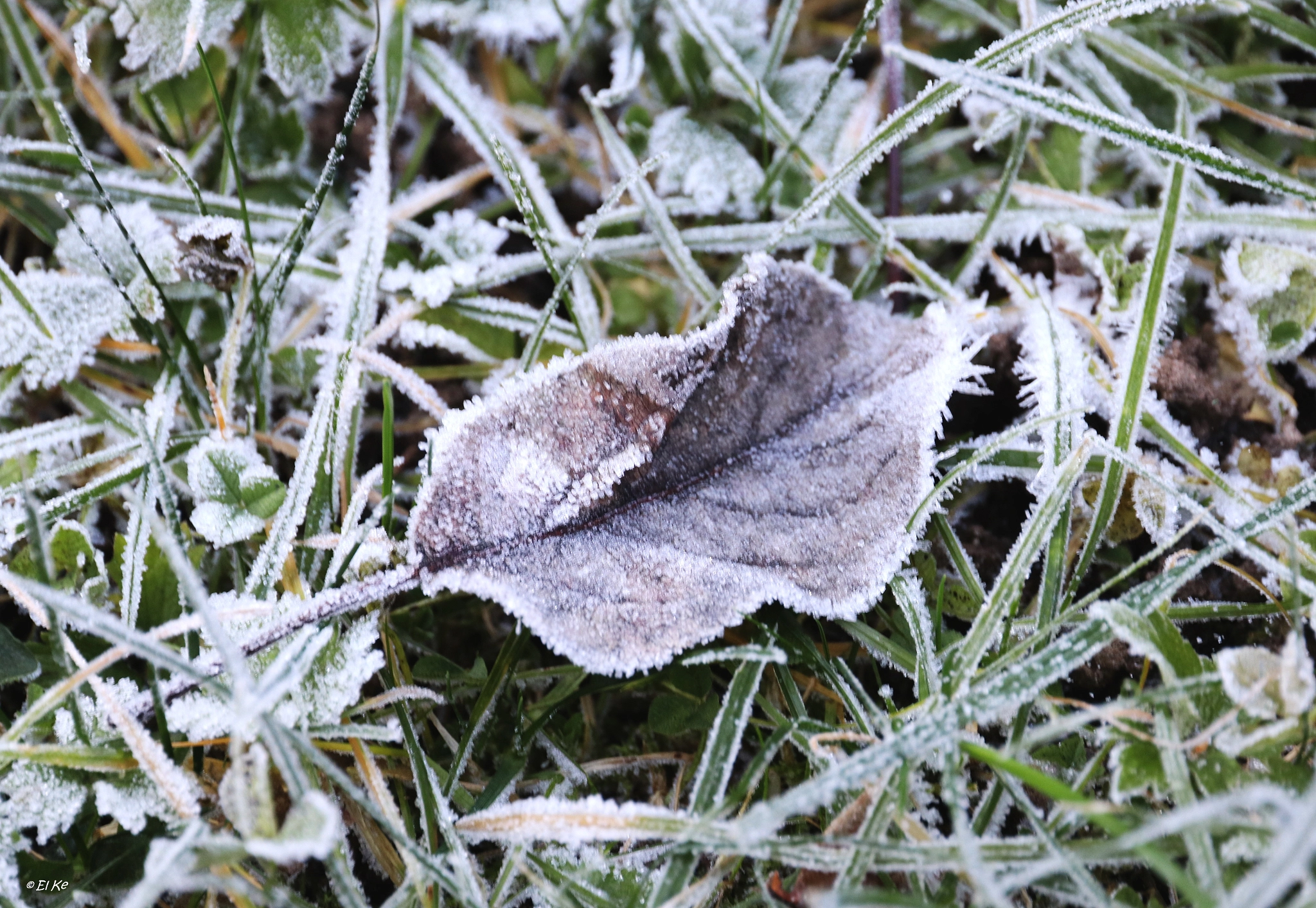 Canon EF-S 15-85mm F3.5-5.6 IS USM sample photo. Frosty leaf photography