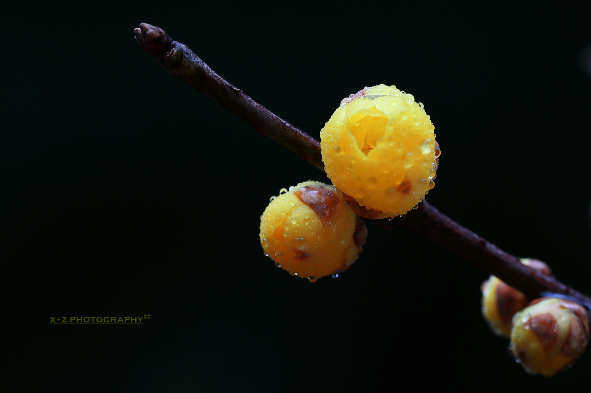 Canon EF 180mm F3.5L Macro USM sample photo. 腊梅 photography