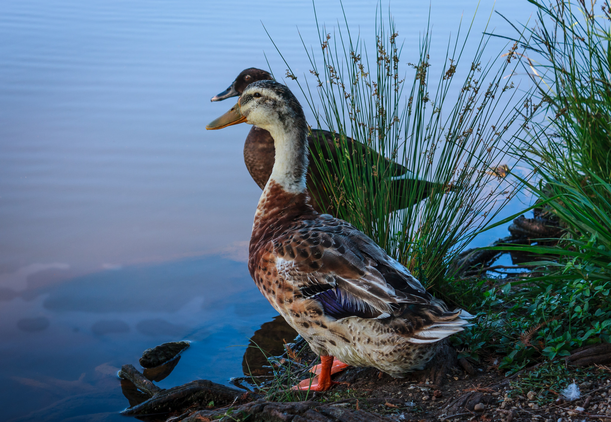 Canon EOS 40D sample photo. Silver appleyard duck photography