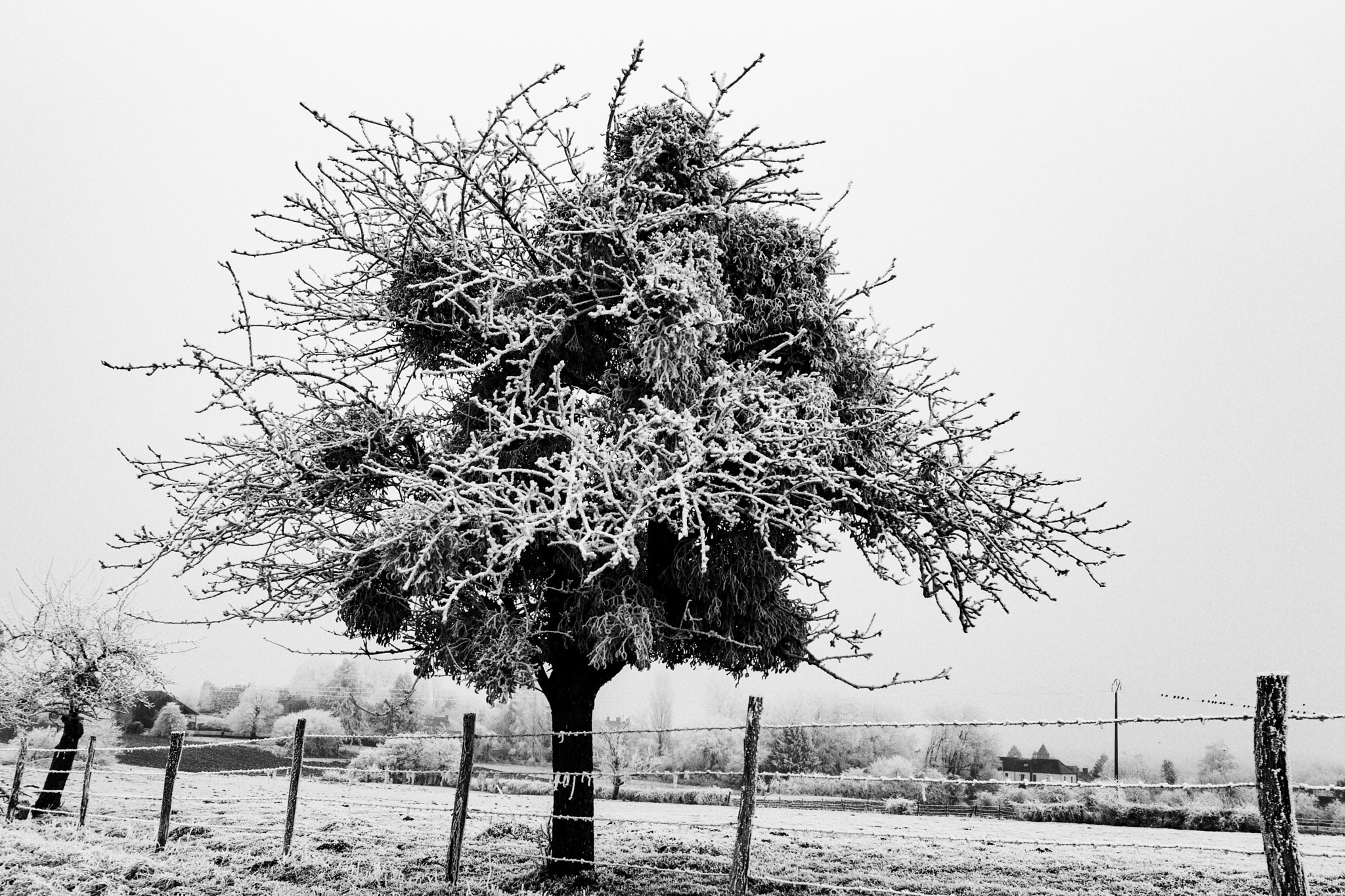 Canon EF 16-35mm F2.8L II USM sample photo. Frosted apple tree photography