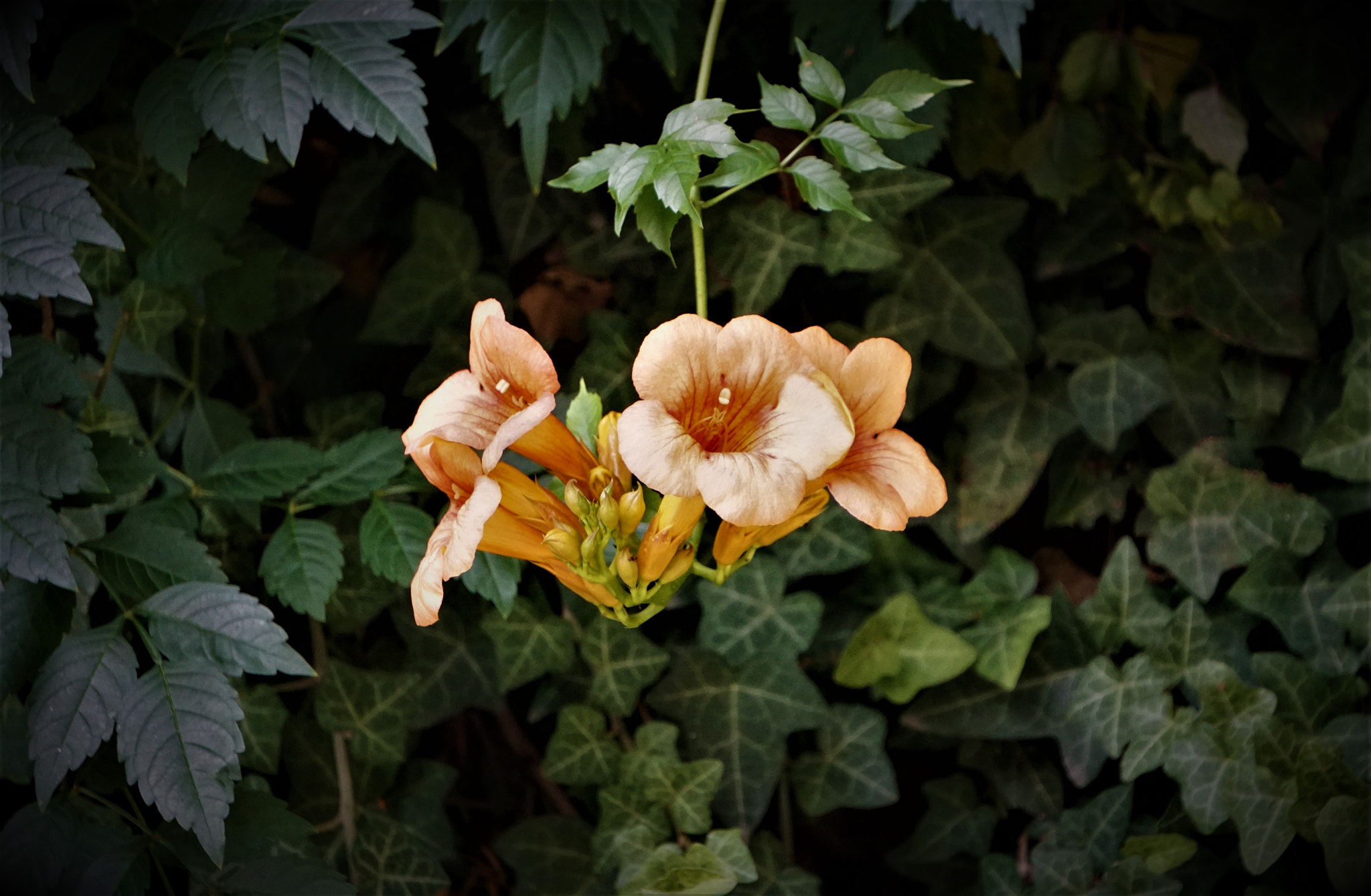Sony E 55-210mm F4.5-6.3 OSS sample photo. Hidden but beautiful photography