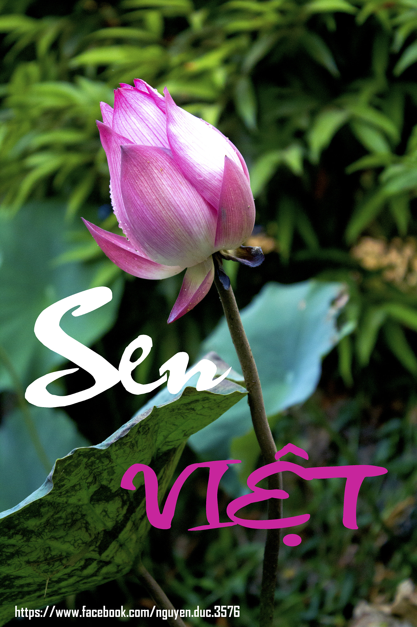 Canon EOS 550D (EOS Rebel T2i / EOS Kiss X4) sample photo. Lotus photography