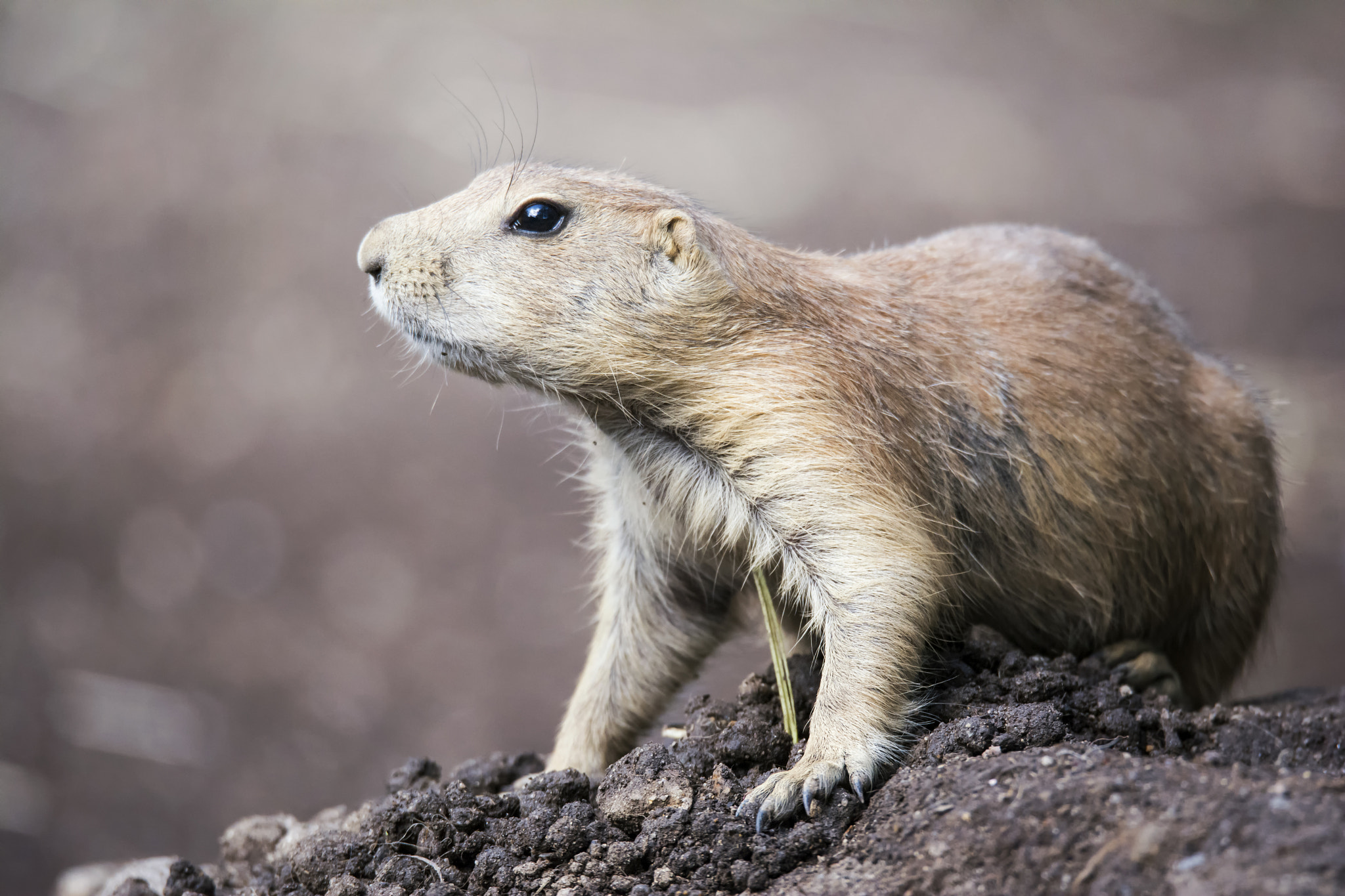 Sigma 150-600mm F5-6.3 DG OS HSM | S sample photo. Black-tailed prairie dog photography