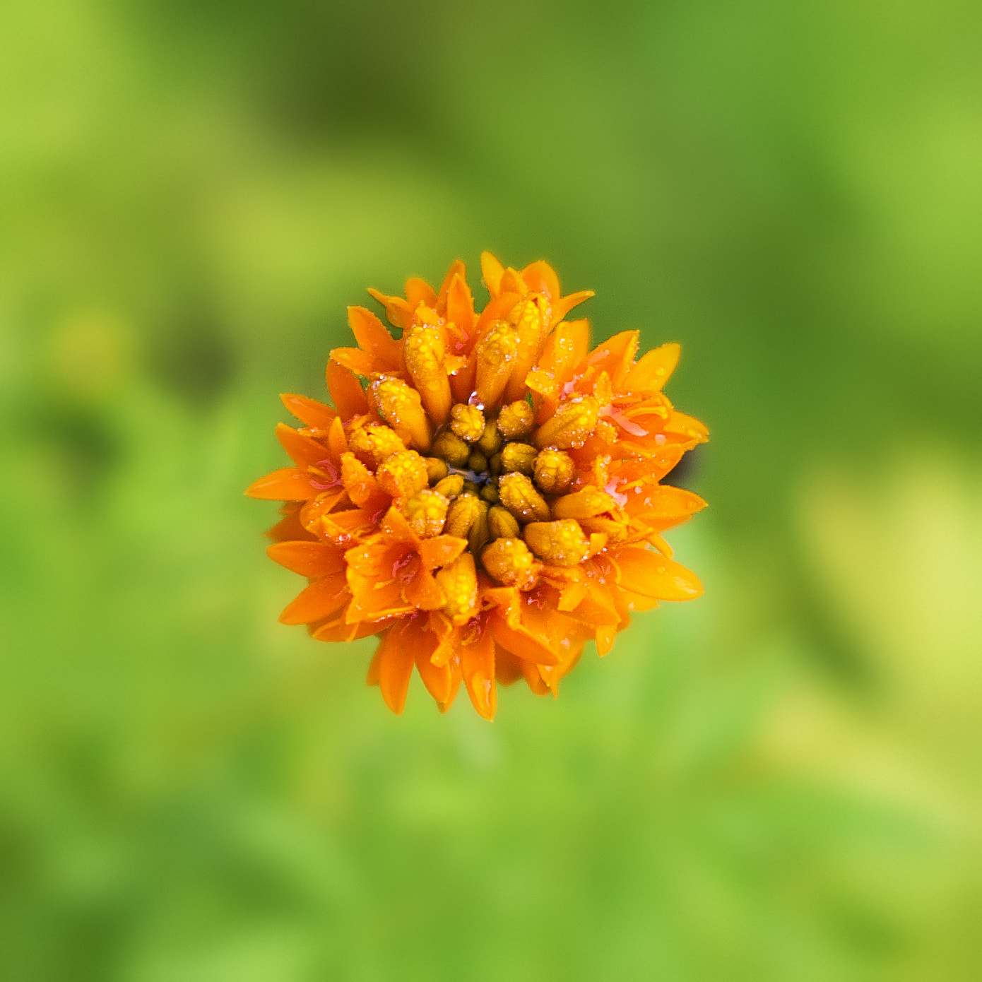 Pentax K-50 + Pentax smc DA 50mm F1.8 sample photo. Are you a flower? photography