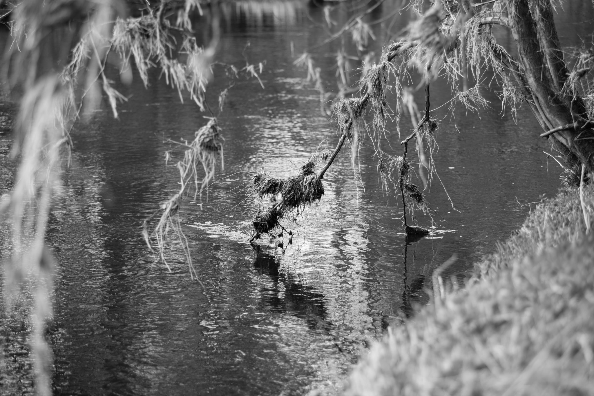 AF Zoom-Nikkor 80-200mm f/2.8 ED sample photo. Skimming photography