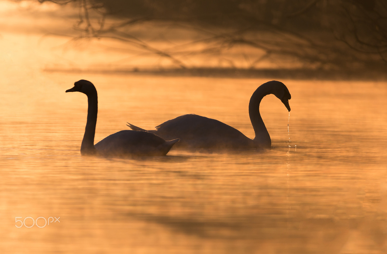 150-600mm F5-6.3 DG OS HSM | Contemporary 015 sample photo. Swan lake photography