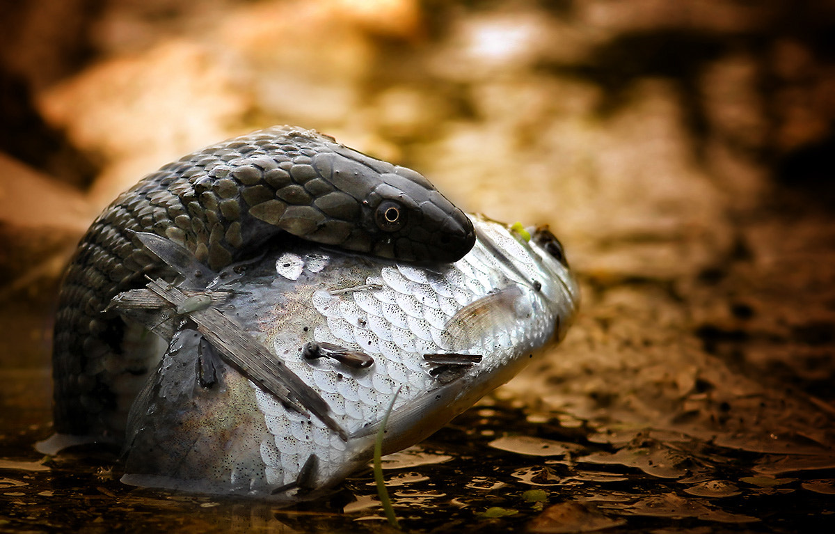 Canon EOS 7D + Canon EF 300mm F4L IS USM sample photo. Natrix tessellata tessellata, dice snake photography