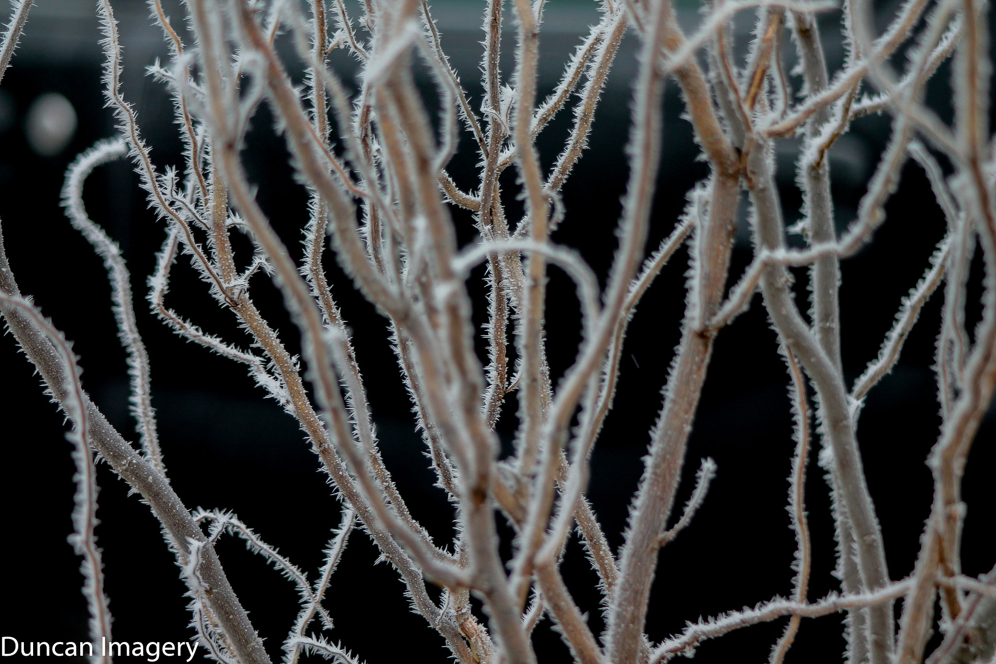 Canon EF 80-200mm F4.5-5.6 II sample photo. Fine art of nature photography