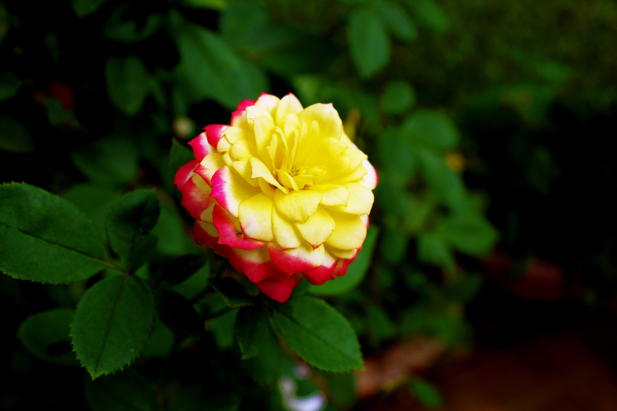 Canon EOS 550D (EOS Rebel T2i / EOS Kiss X4) sample photo. Colors rose photography