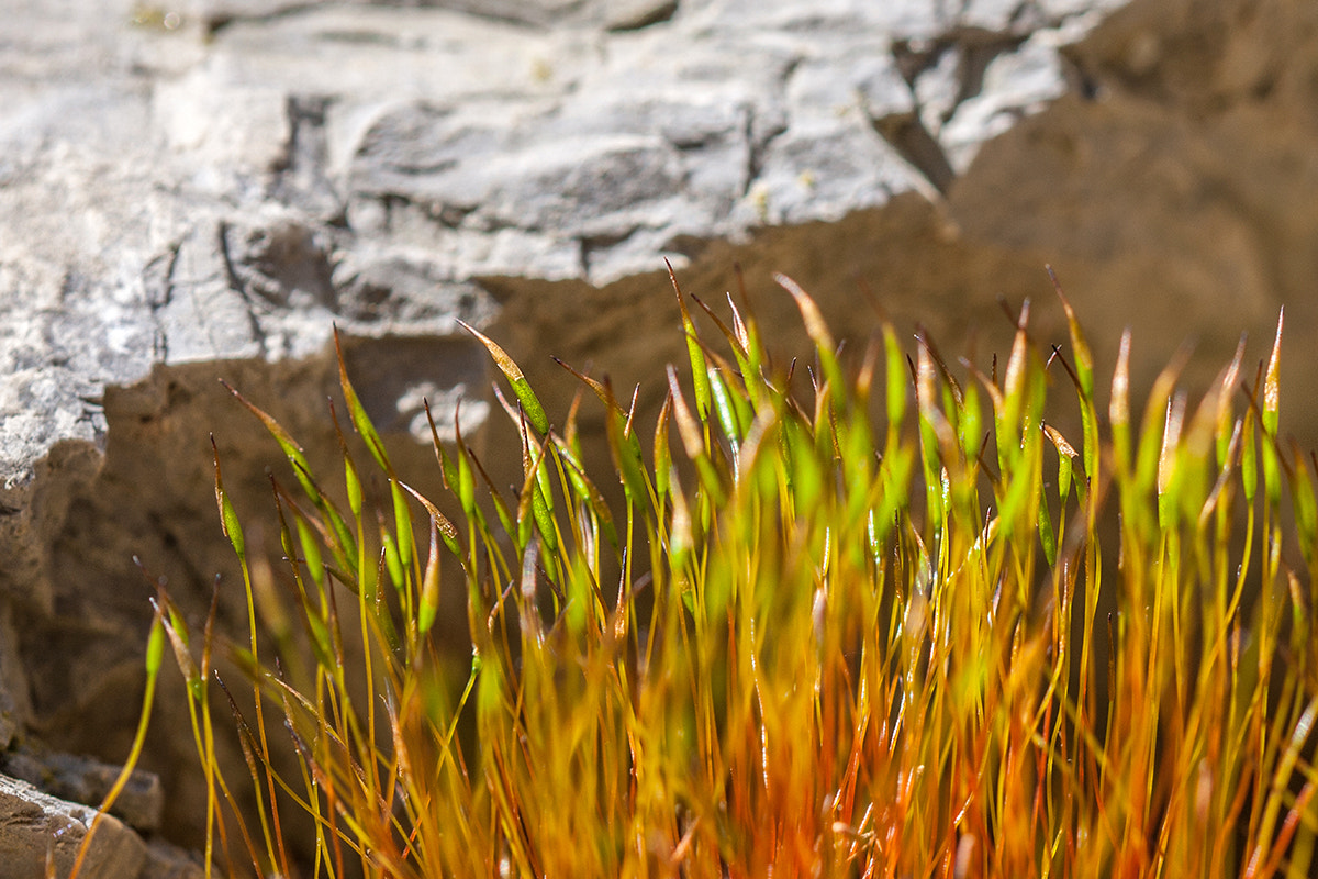 Canon EF 100mm F2.8 Macro USM sample photo. Textures photography