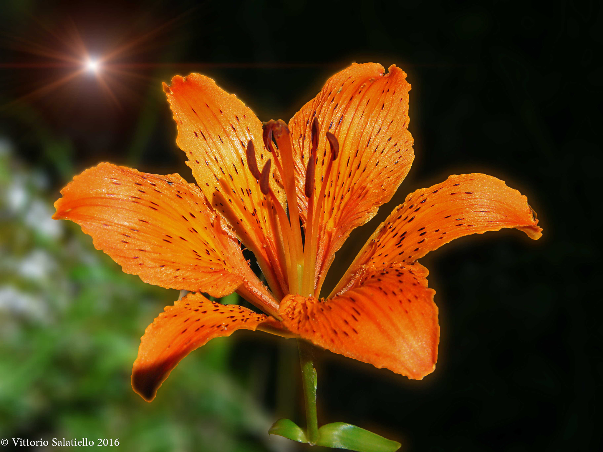 Fujifilm FinePix S2000HD sample photo. Image photography