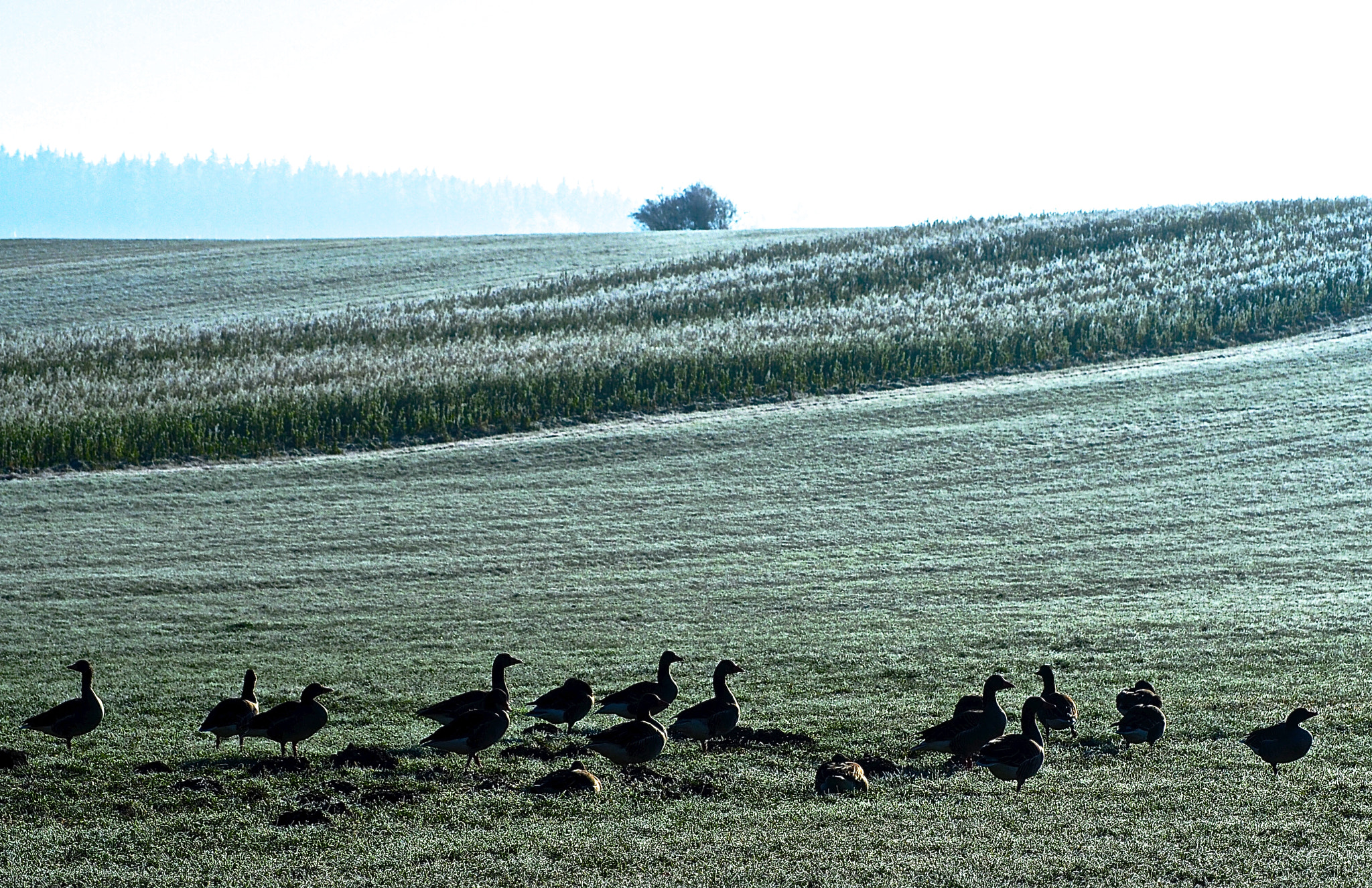 Olympus OM-D E-M5 II sample photo. Geese of the field photography