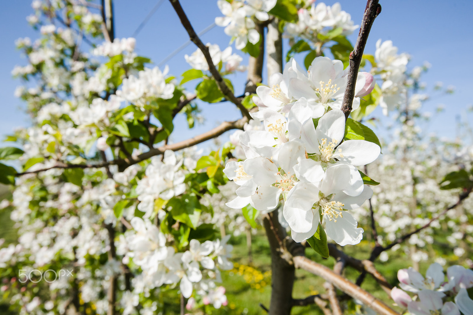 Sony Alpha DSLR-A900 sample photo. Spring background with beautiful bouquet of white blossoms. photography