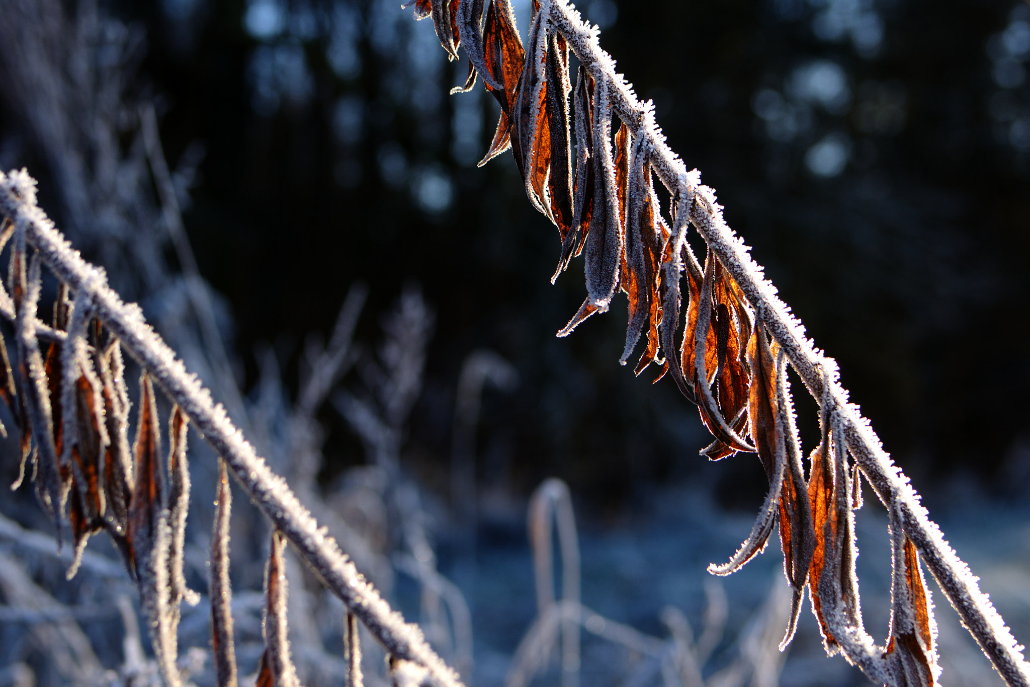 Nikon D3100 + Tamron SP 35mm F1.8 Di VC USD sample photo. Leaves in frost photography