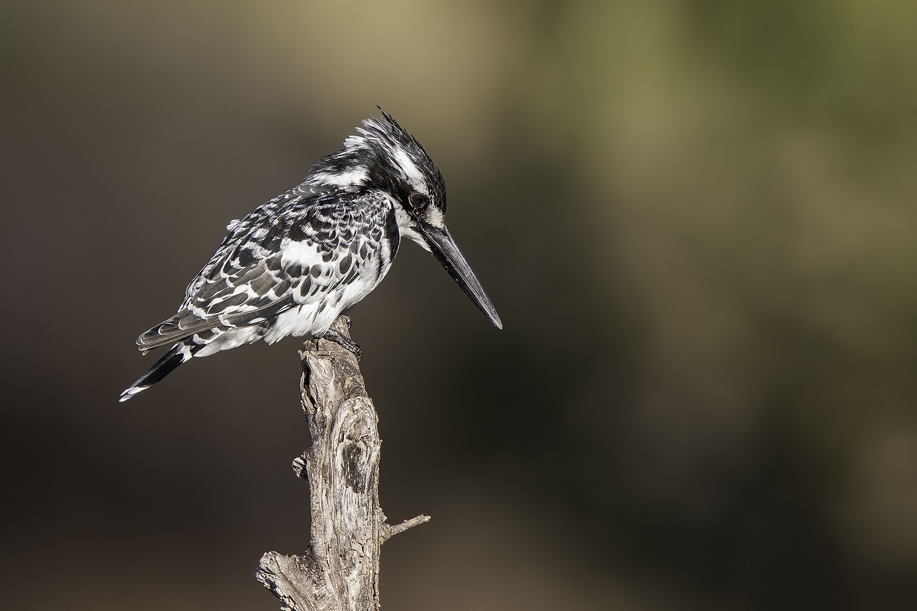 Canon EF 600mm F4L IS II USM sample photo. Pied kingfisher photography
