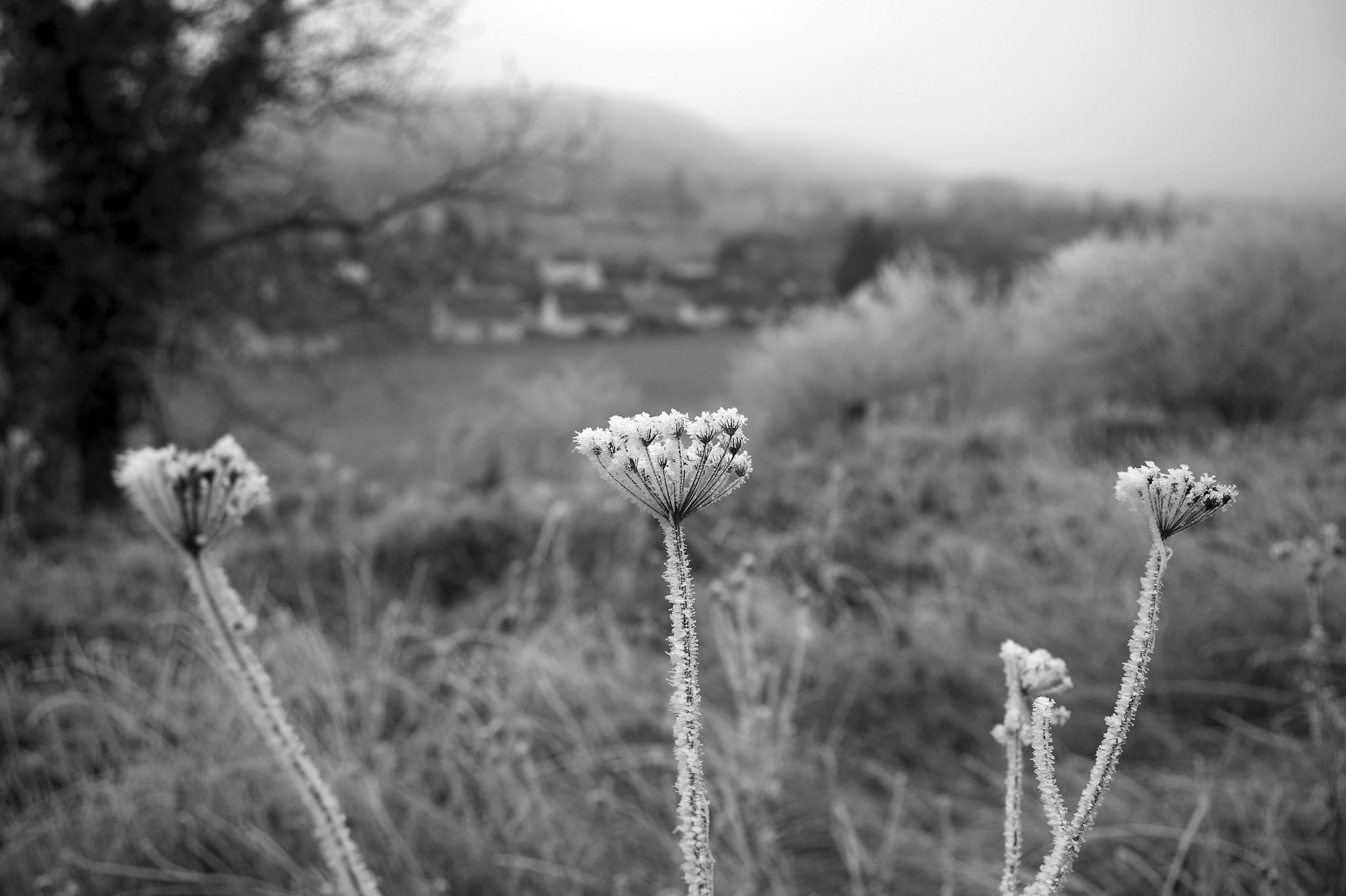Canon EF 28-80mm f/3.5-5.6 sample photo. Frozen flower photography