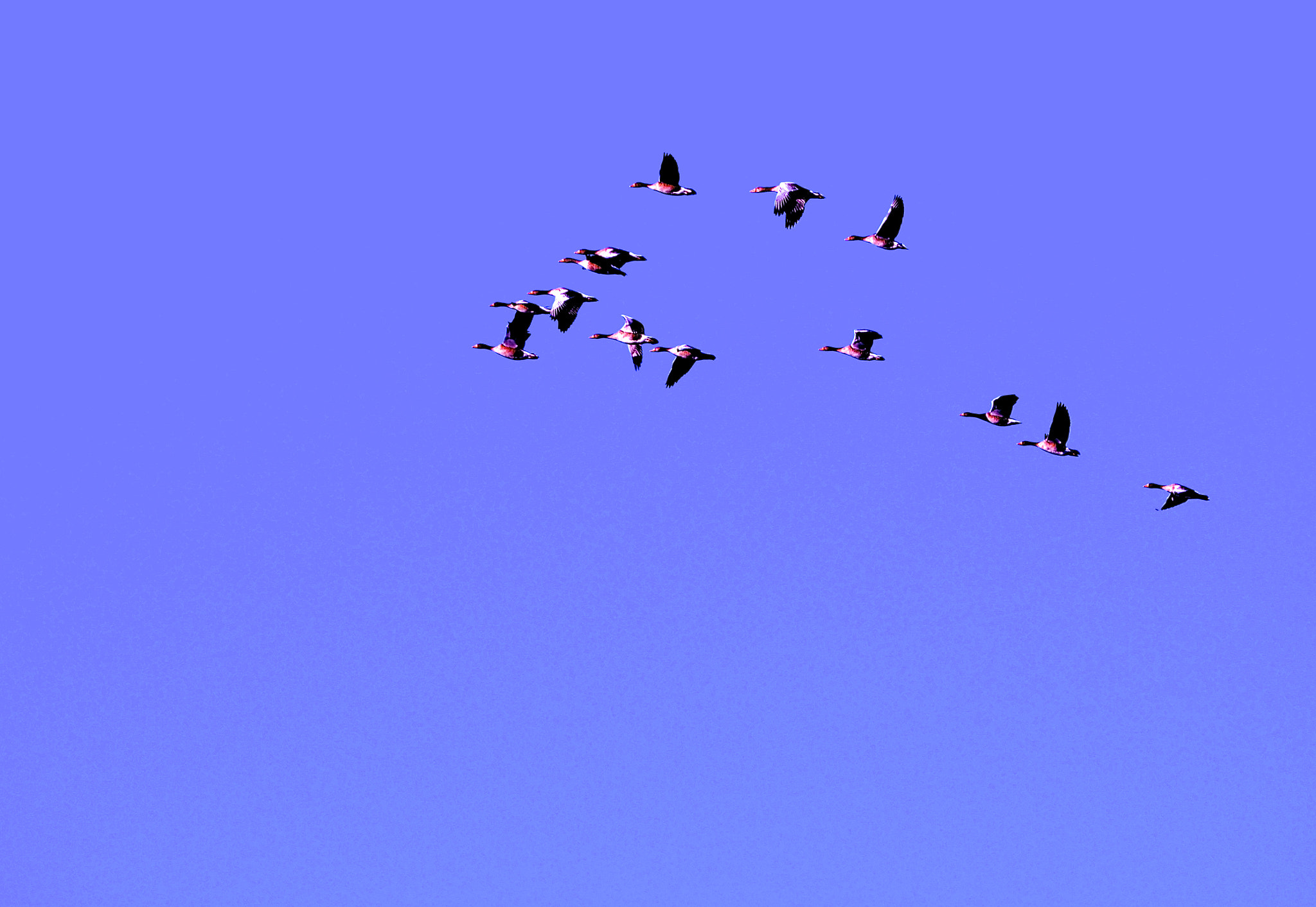 Olympus OM-D E-M5 II sample photo. Fischach geese jan. 1. 2017 photography