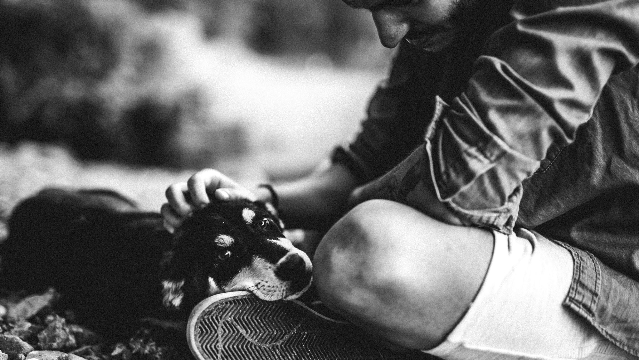 Nikon D700 + Sigma 50mm F1.4 DG HSM Art sample photo. Stray friend photography