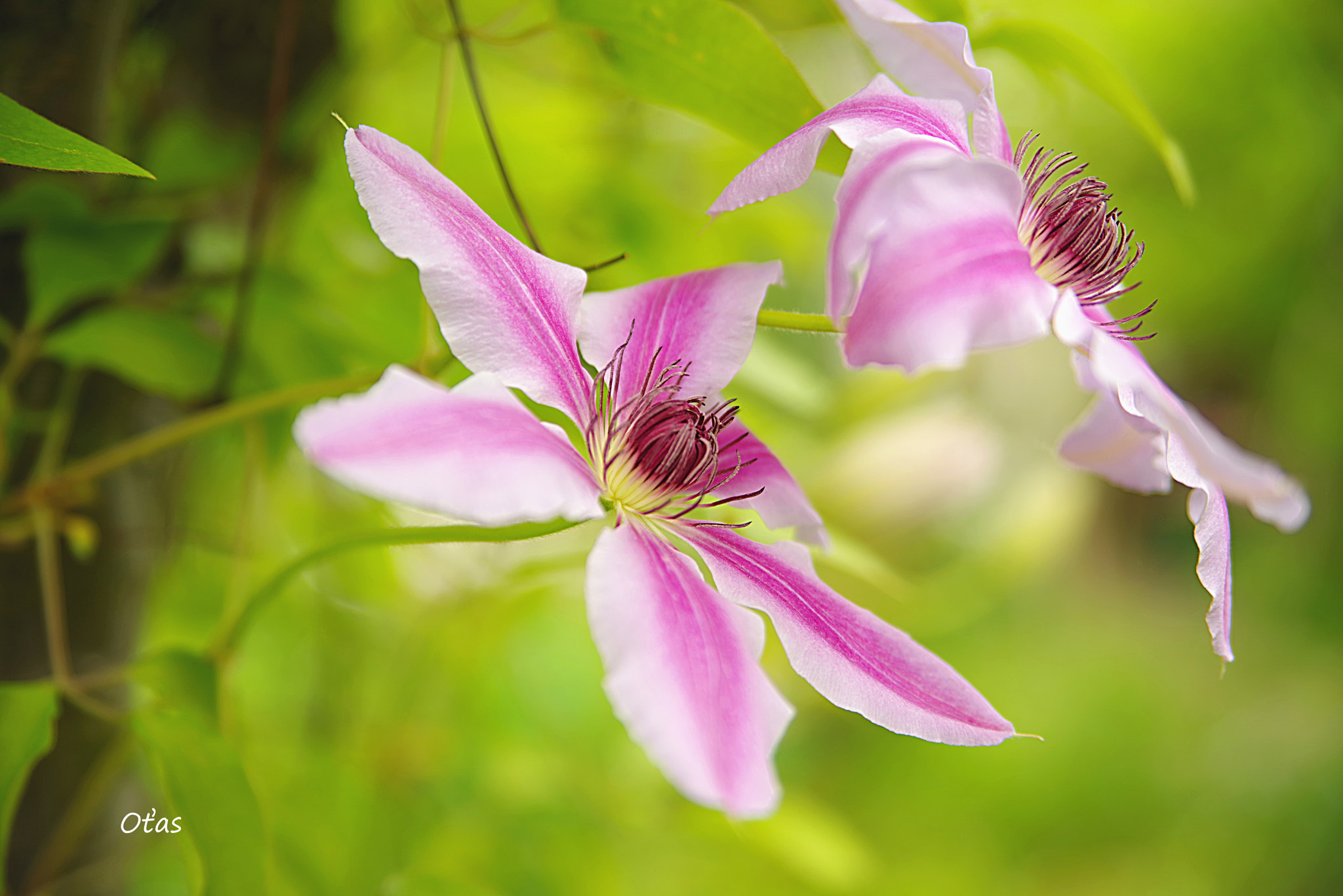 Pentax K-1 sample photo. Clematis photography