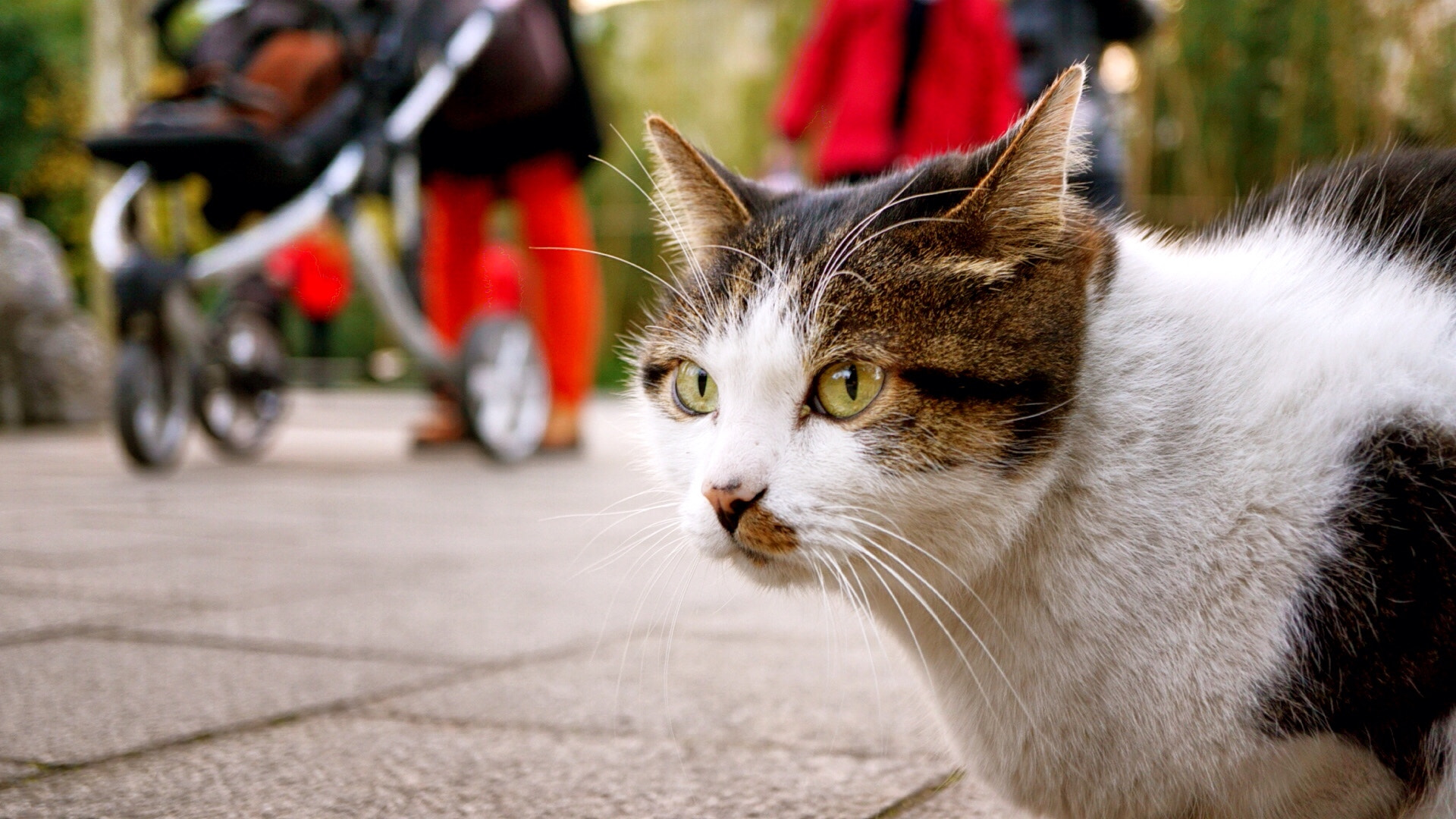 Sony E 30mm F3.5 sample photo. 新年第一天，公园里的老人和猫 photography
