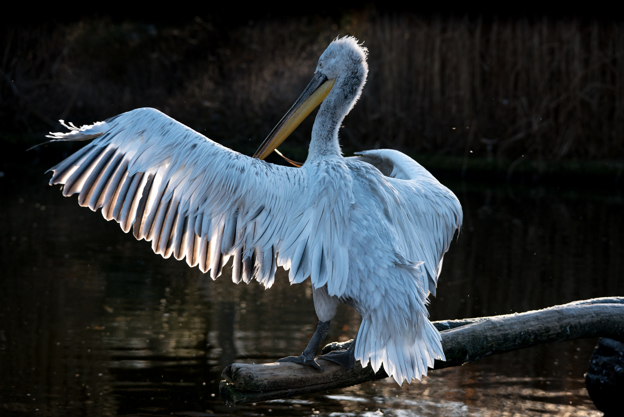 Nikon D750 + Sigma 150-500mm F5-6.3 DG OS HSM sample photo. Pelican in the zoo in münster photography