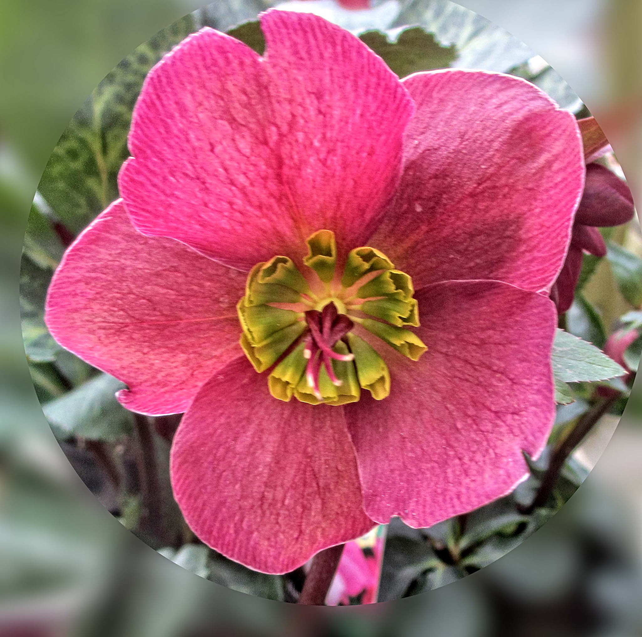 Canon PowerShot ELPH 310 HS (IXUS 230 HS / IXY 600F) sample photo. Oli hellebore 02 photography