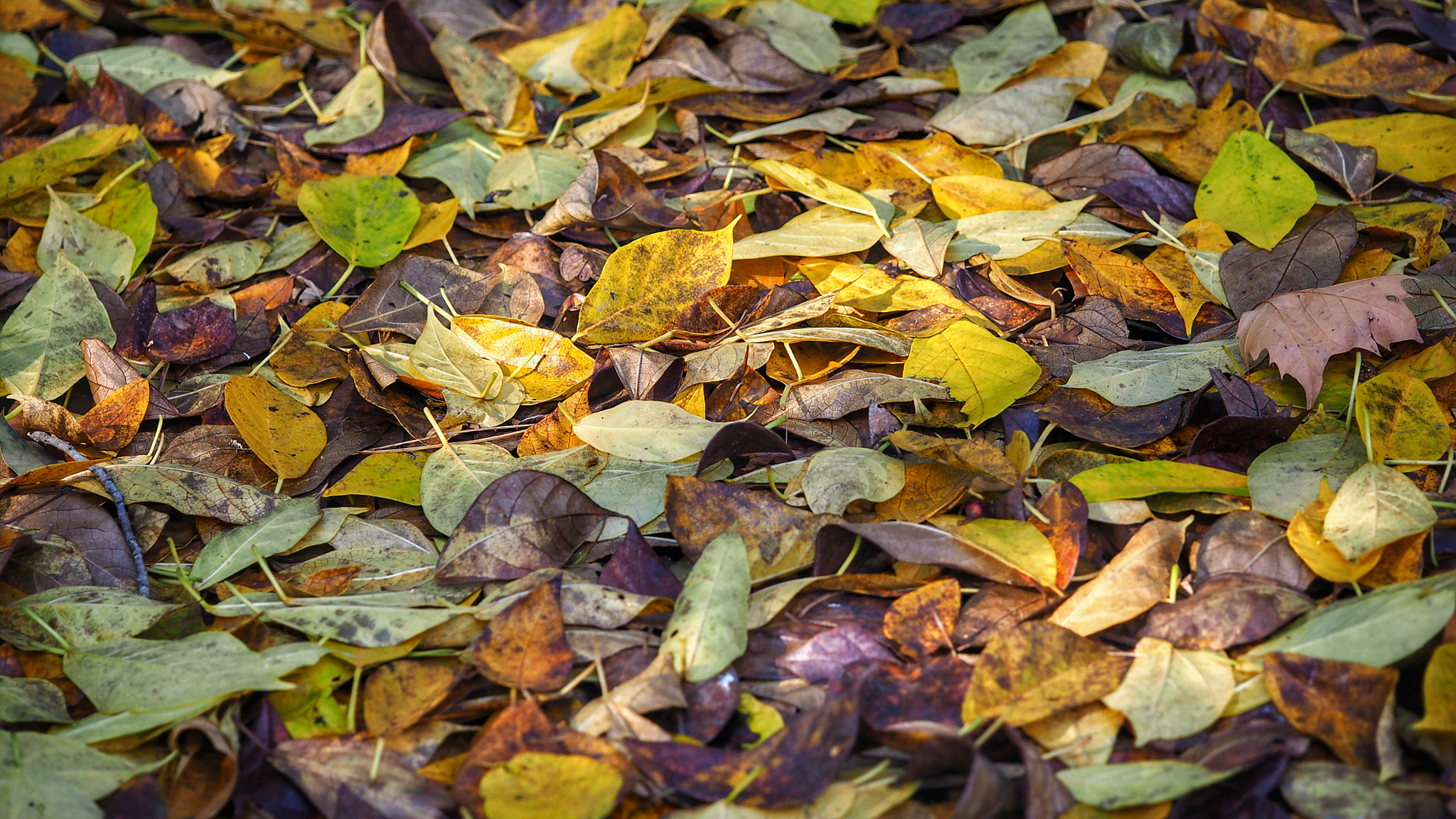 Olympus PEN E-PL7 sample photo. Fallen leaves  photography