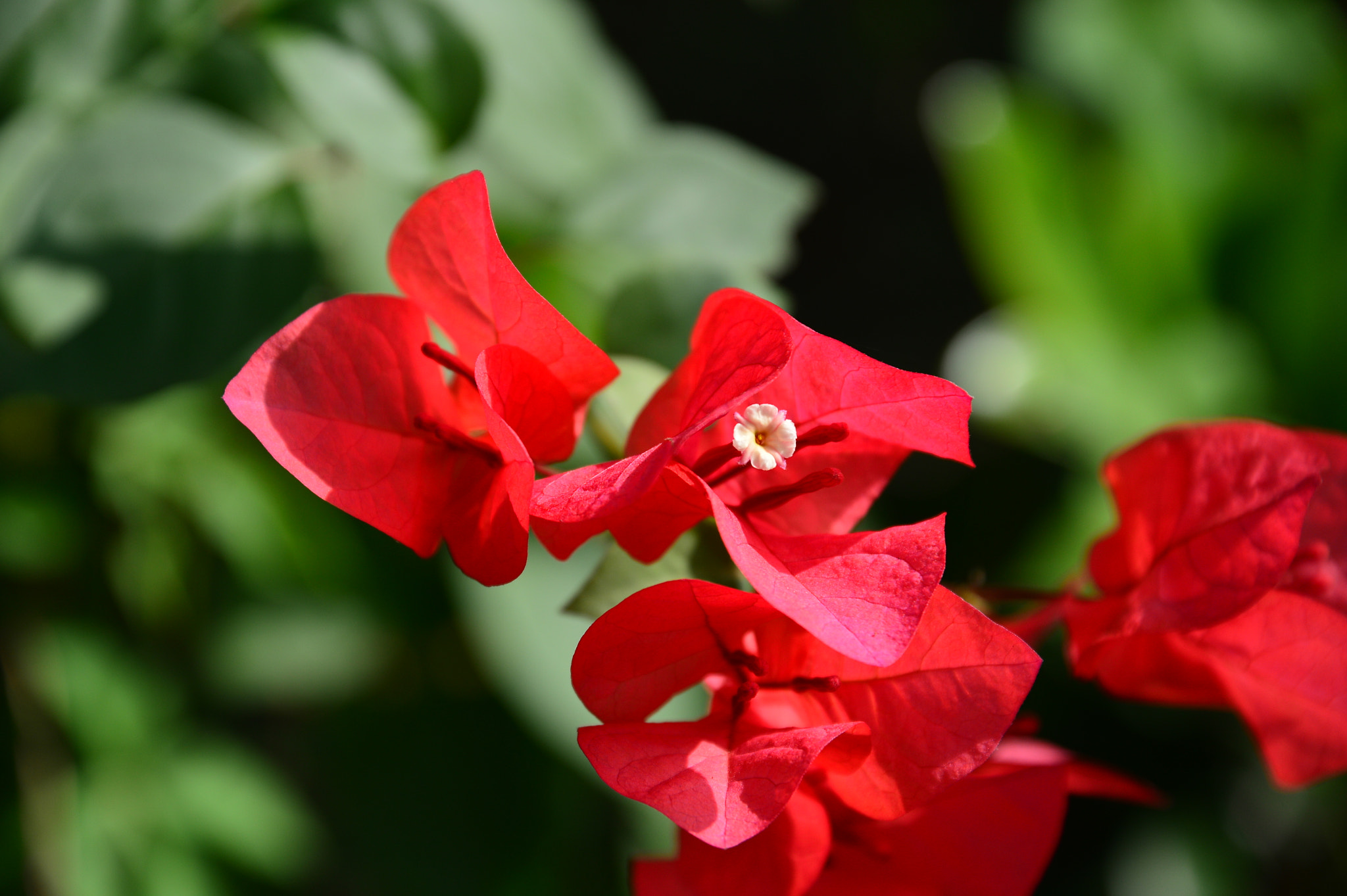 Nikon Df sample photo. Happy new year photography
