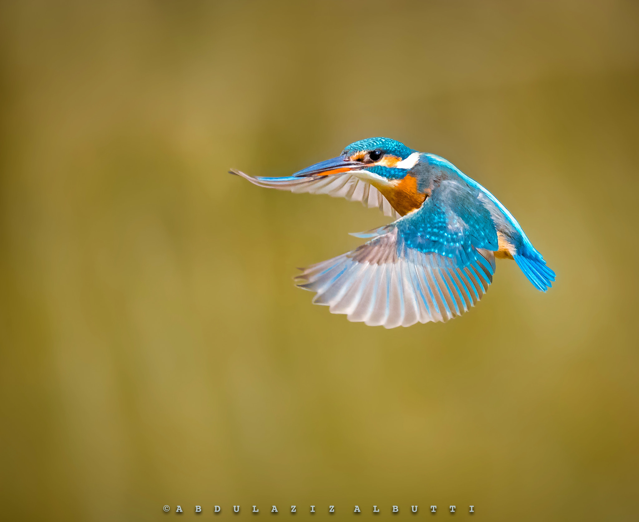 Sigma 150-600mm F5-6.3 DG OS HSM | C sample photo