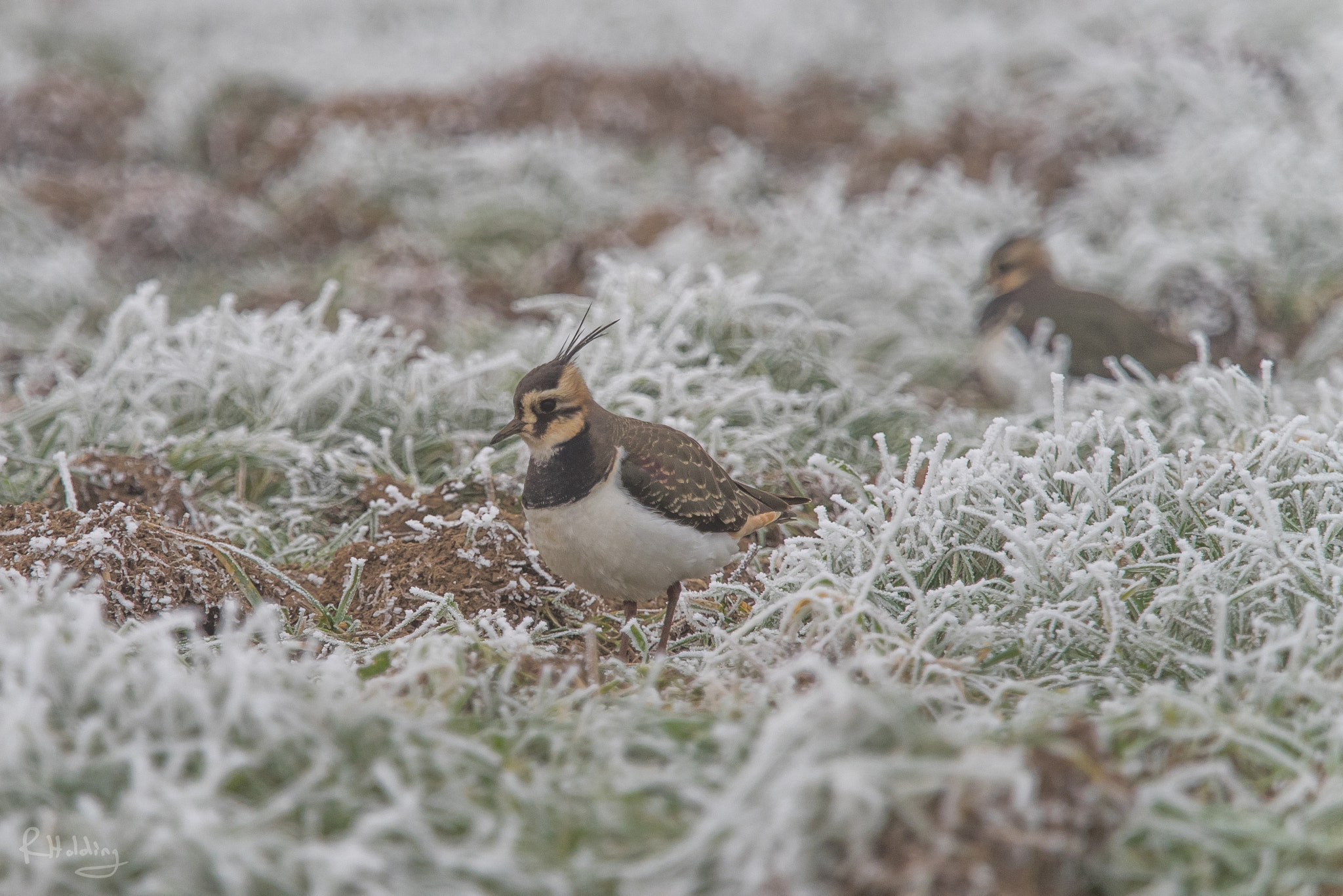 Olympus OM-D E-M1 + Olympus M.Zuiko Digital ED 40-150mm F2.8 Pro sample photo. Vanneau huppé dans le givre photography