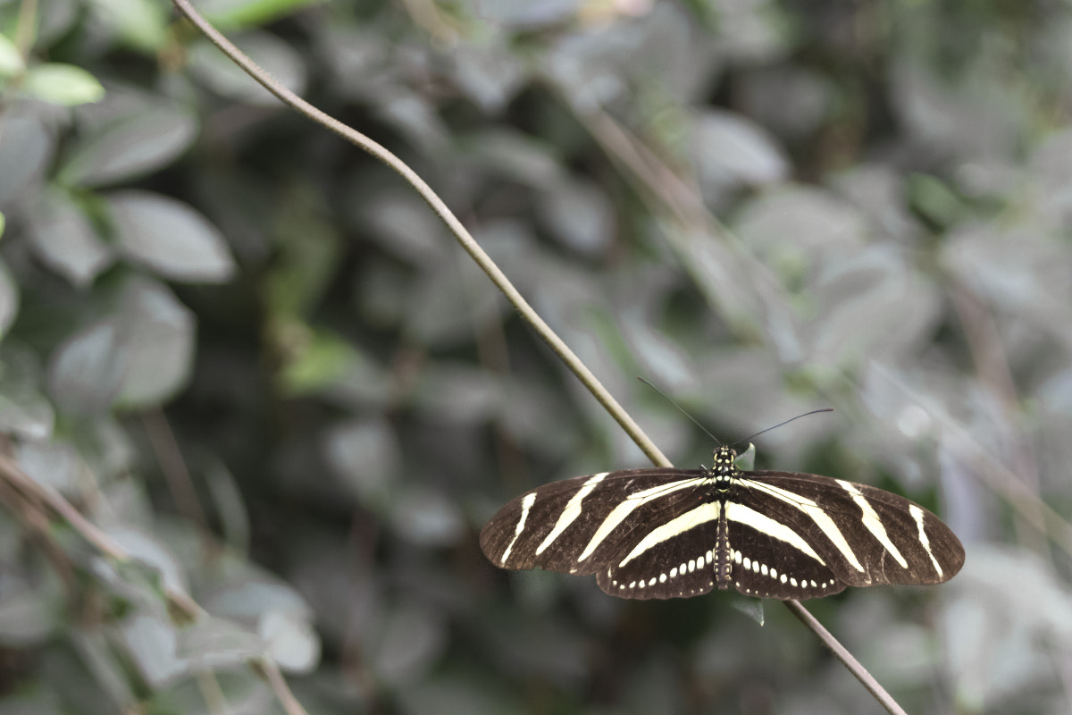 Canon EF 35-80mm f/4-5.6 sample photo. Butterfly wonderland cropped photography