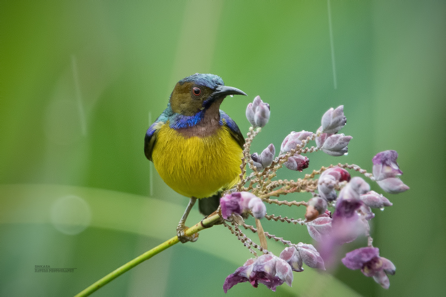 Nikon D5 + Nikon AF-S Nikkor 400mm F2.8G ED VR II sample photo. Brown throated sunbird in the rain photography