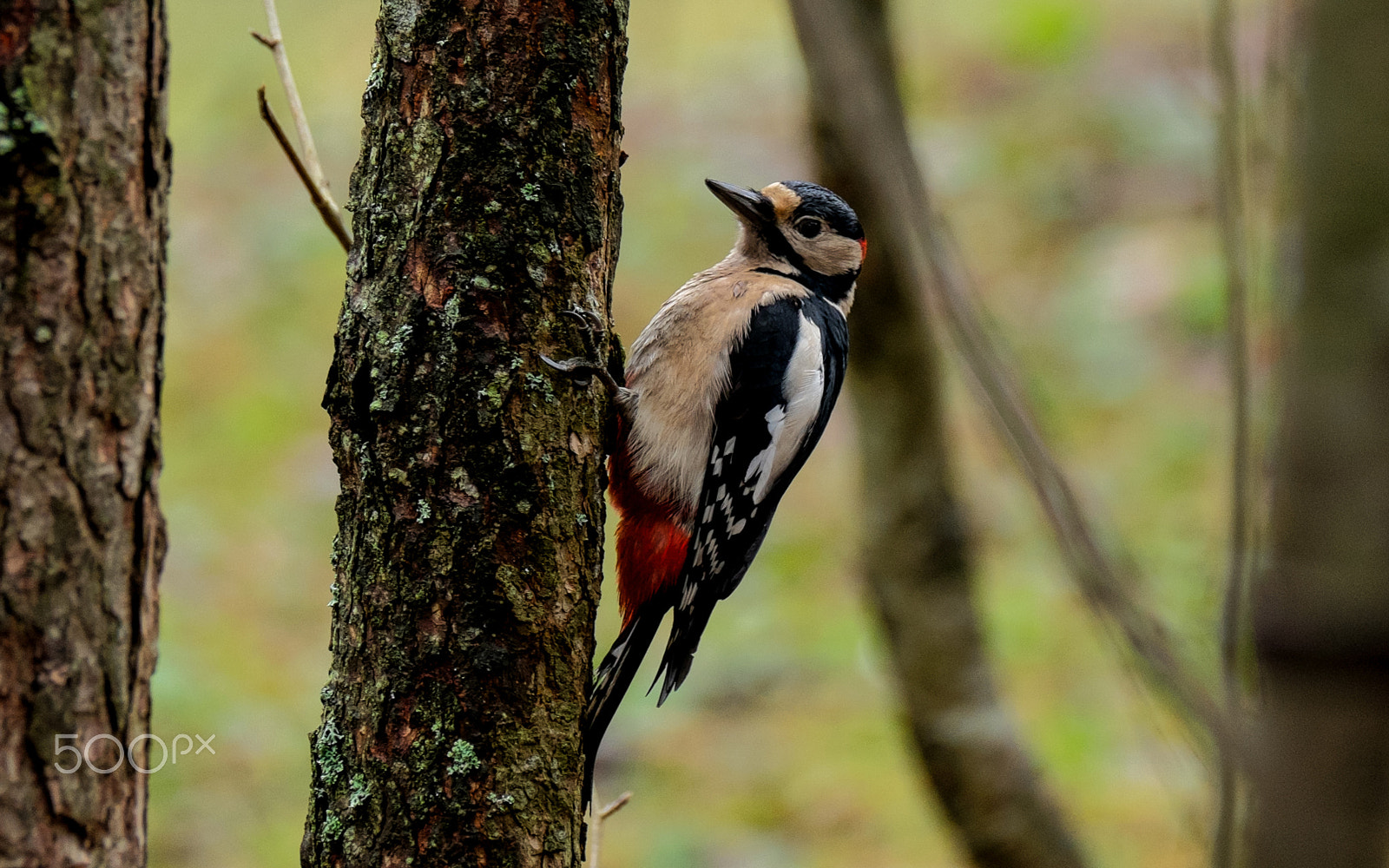 Fujifilm XF 100-400mm F4.5-5.6 R LM OIS WR sample photo. Woodpecker photography